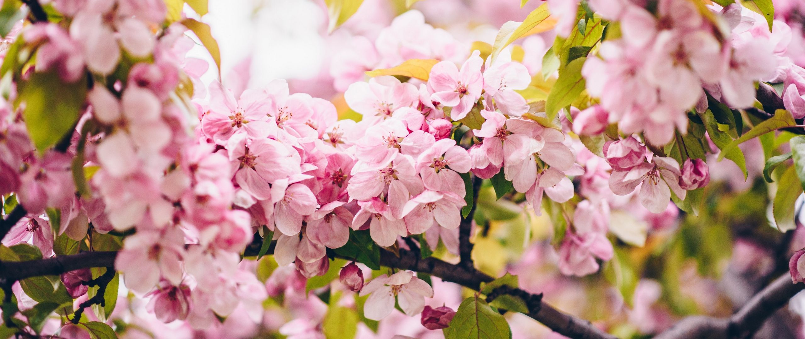 Download wallpaper 2560x1080 flowers, pink, branches, spring