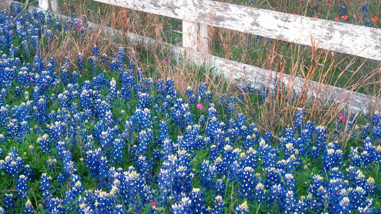 Flowers Country falls Texas marbles wallpaperx1080