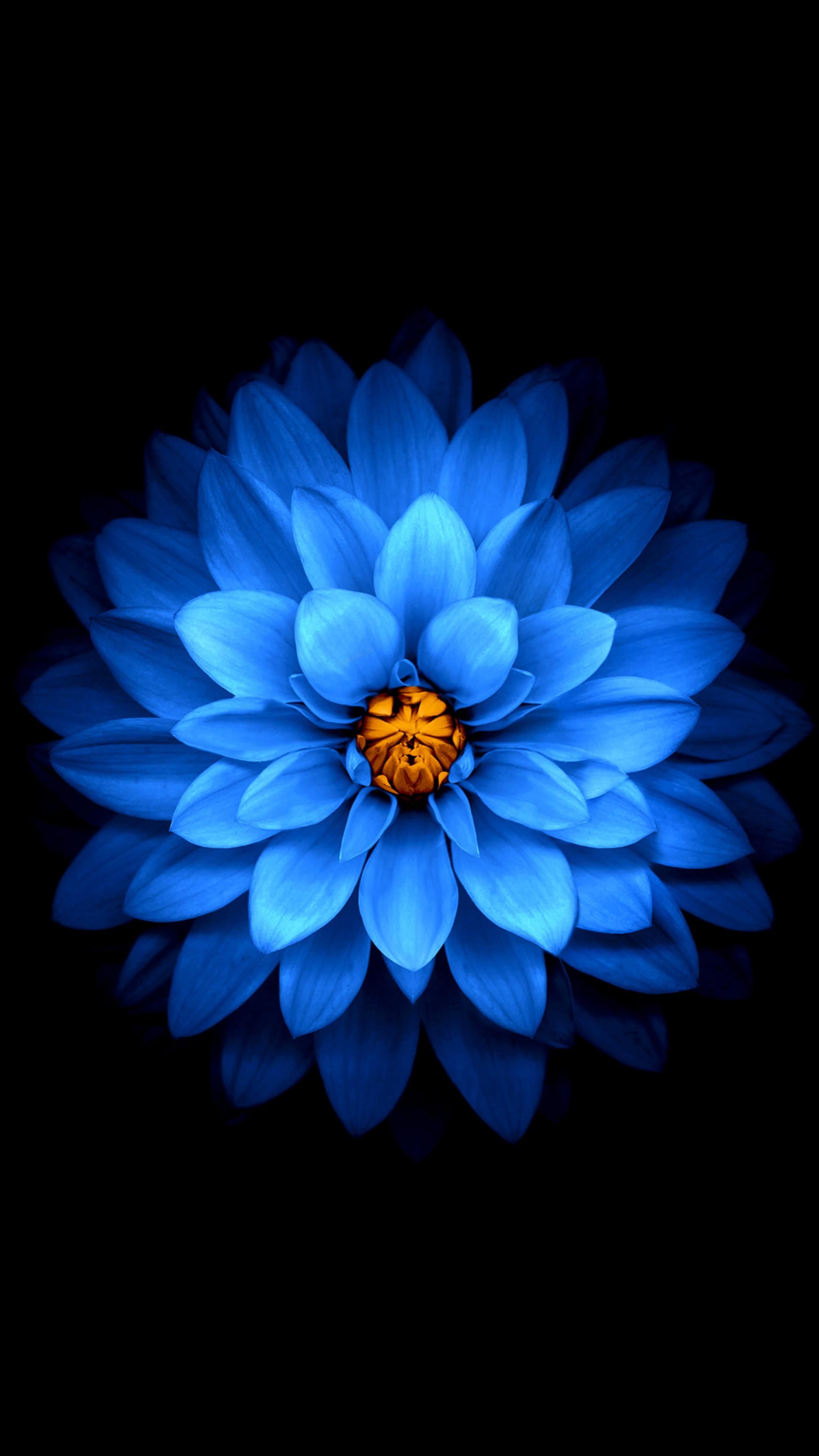AMOLED Flower Wallpaper. Flower iphone .id.com