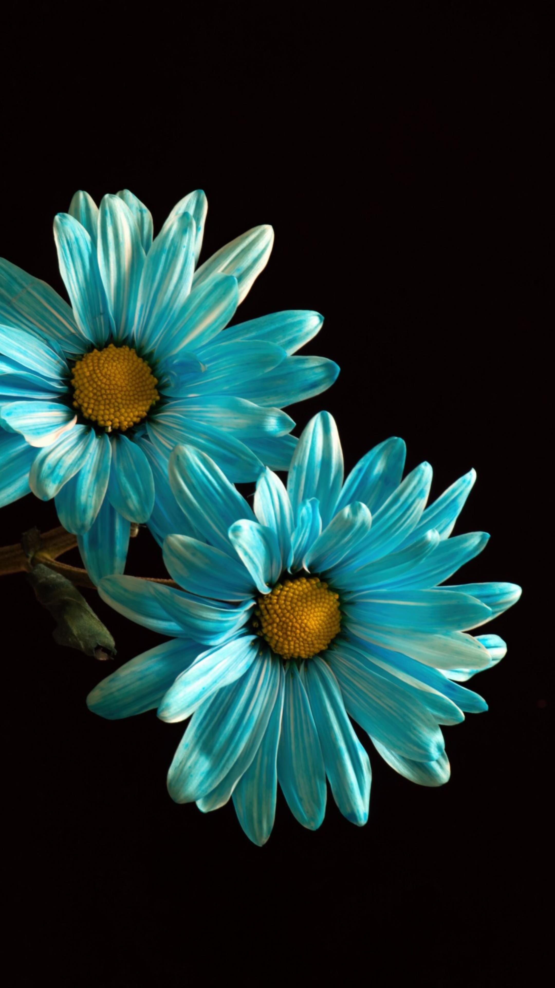 Amoled Flower Wallpapers - Wallpaper Cave