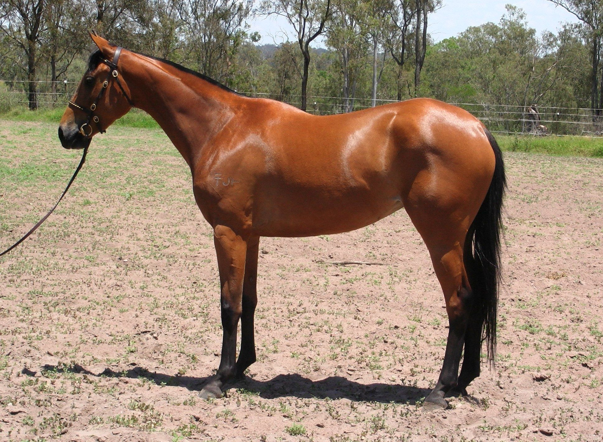 The Australian Stock Horse comes in all coat colors, and typically