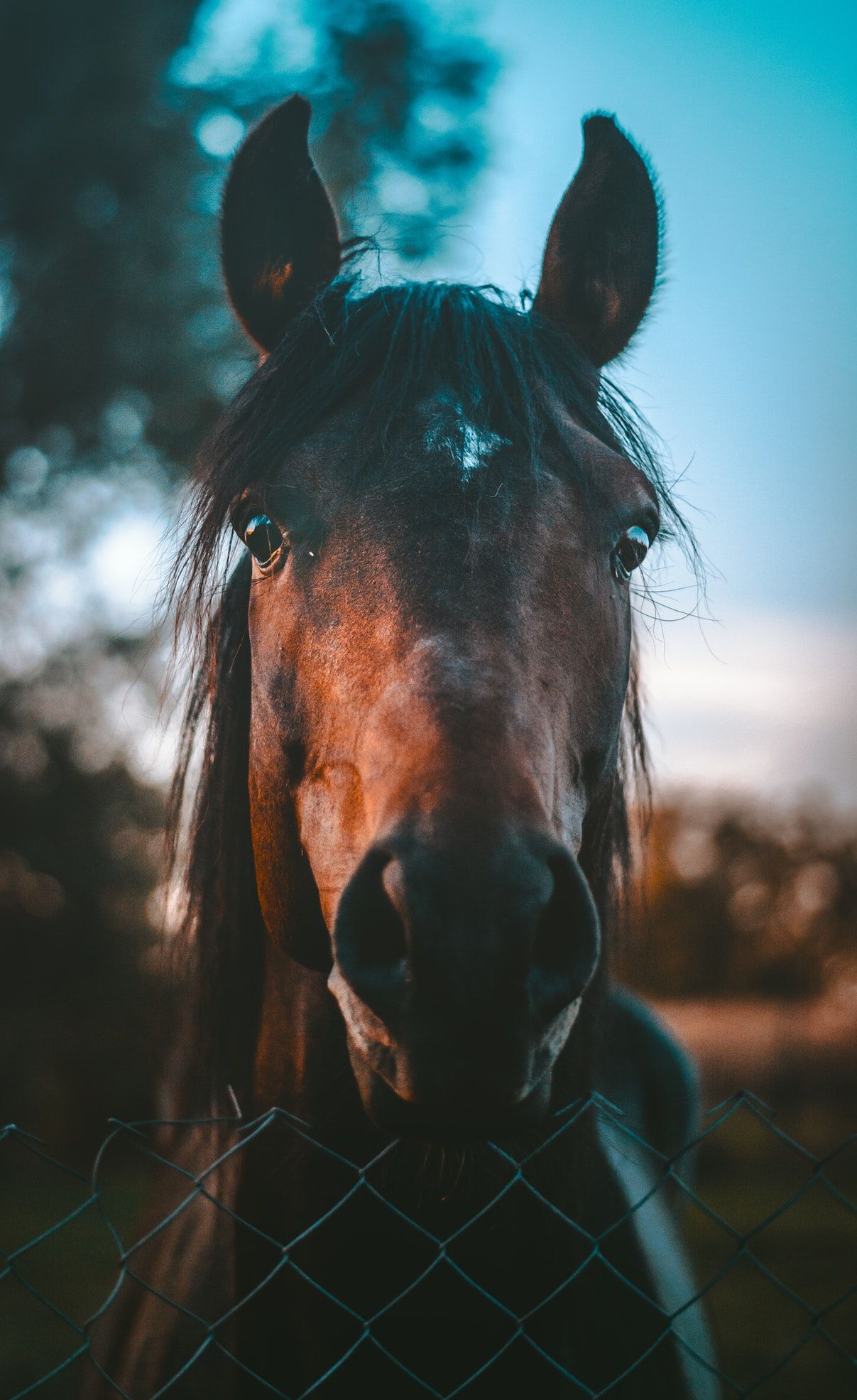 Horse, animal, eye and iphone wallpaper HD photo by Marko Blažević