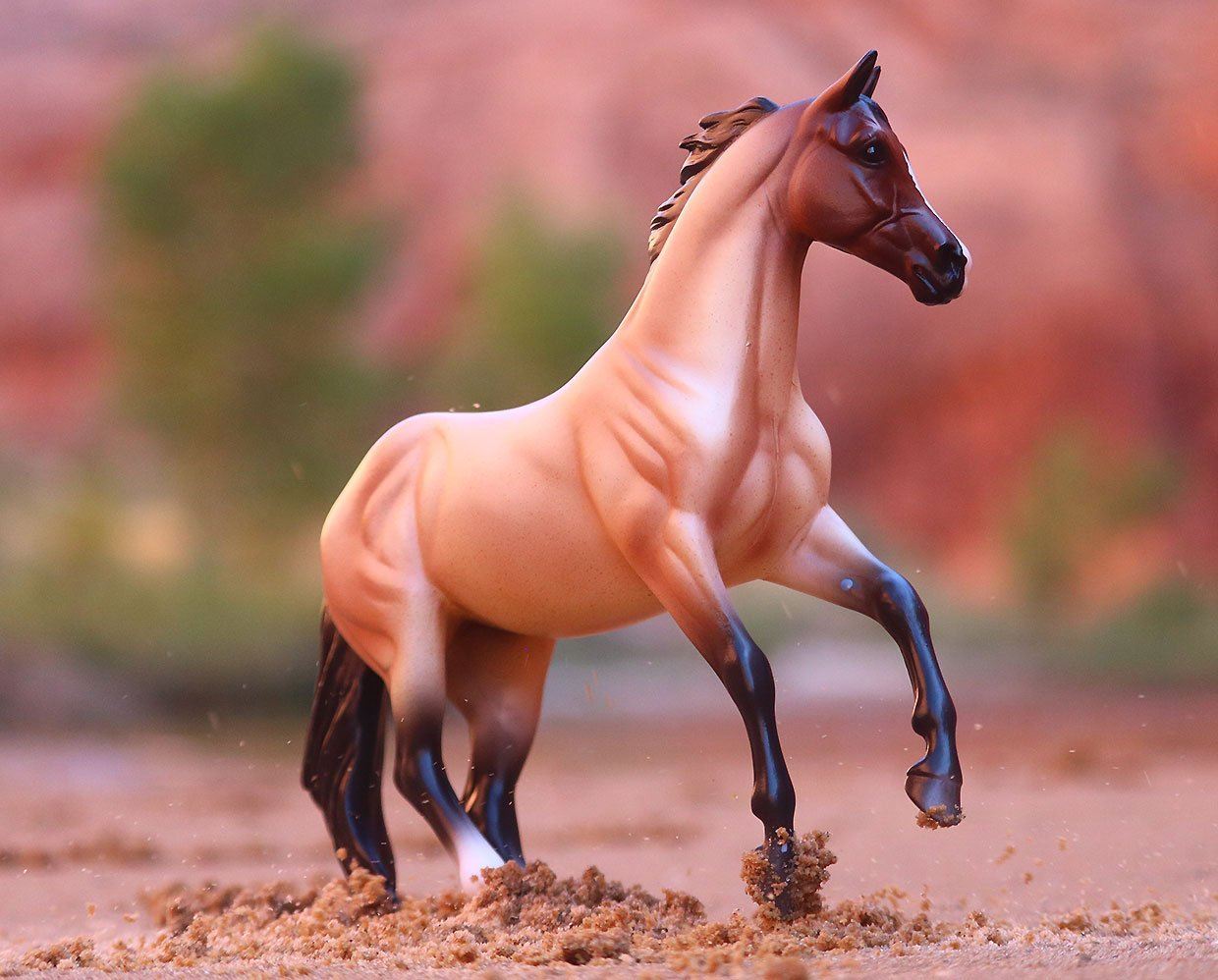 Bay Roan Australian Stock Horse