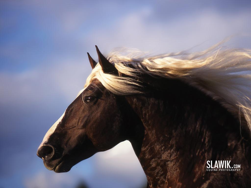 Free download Slawik horse wallpaper Horses Wallpaper 6070990
