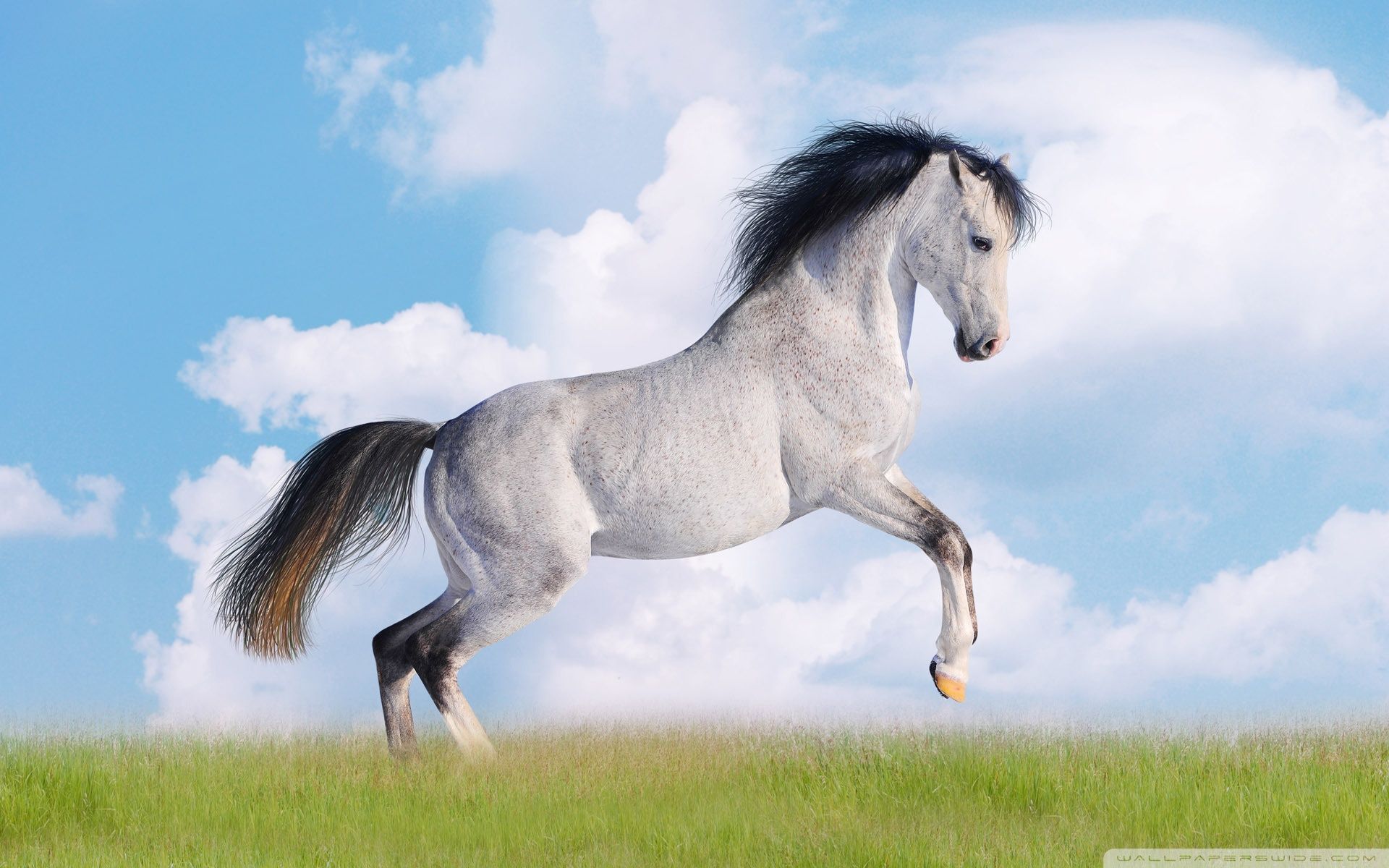 White Horse Wallpaper Full HD. Horses, Horse