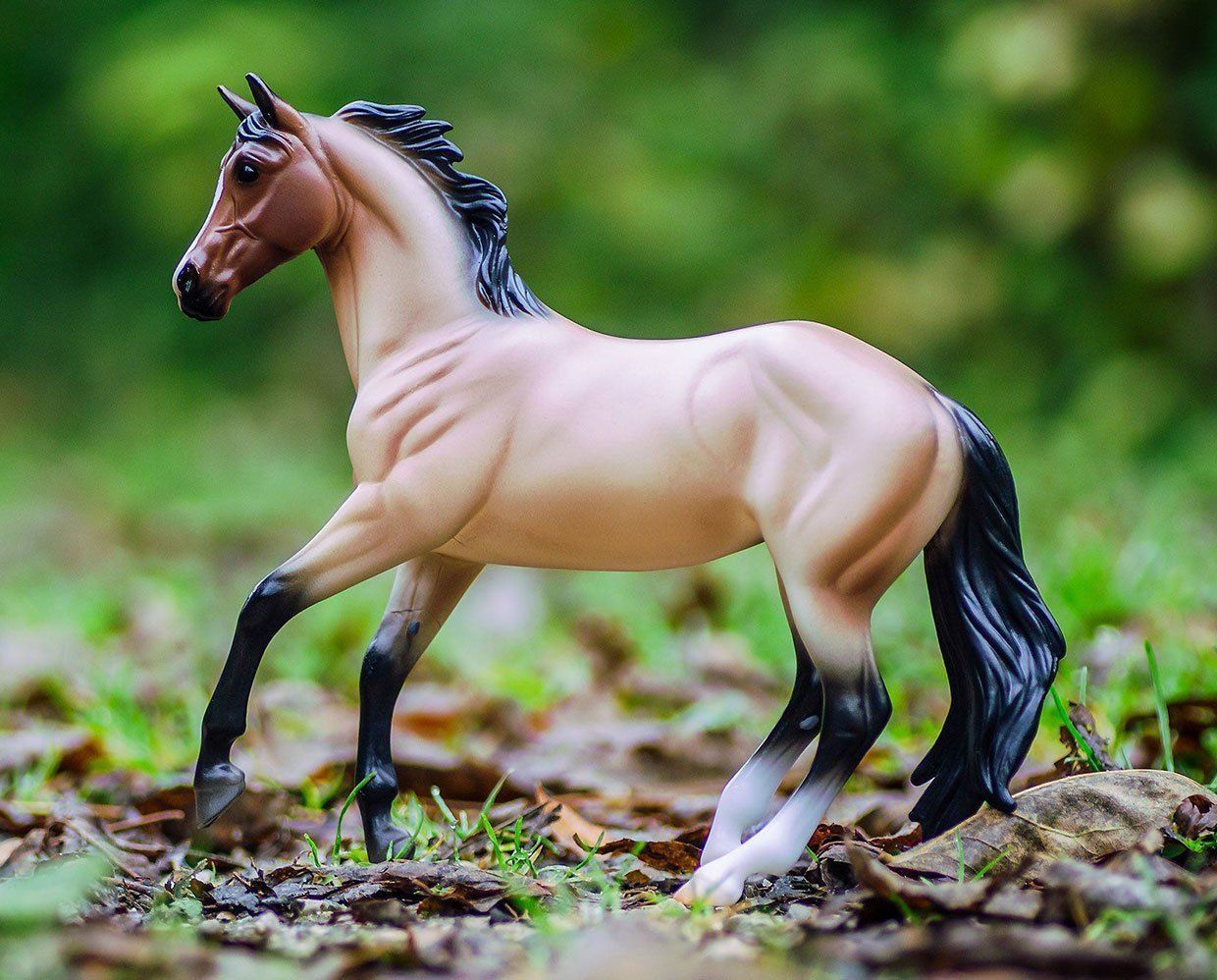 Bay Roan Australian Stock Horse