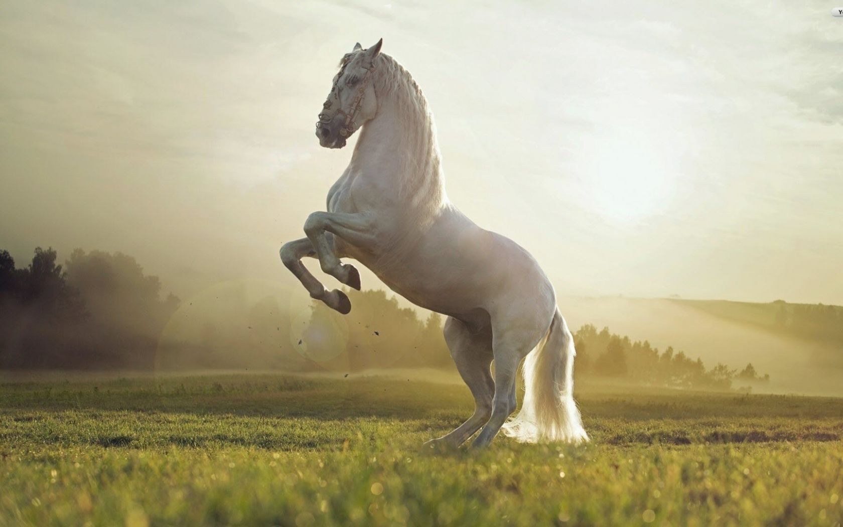 Free download YouWall White Horse Wallpaper