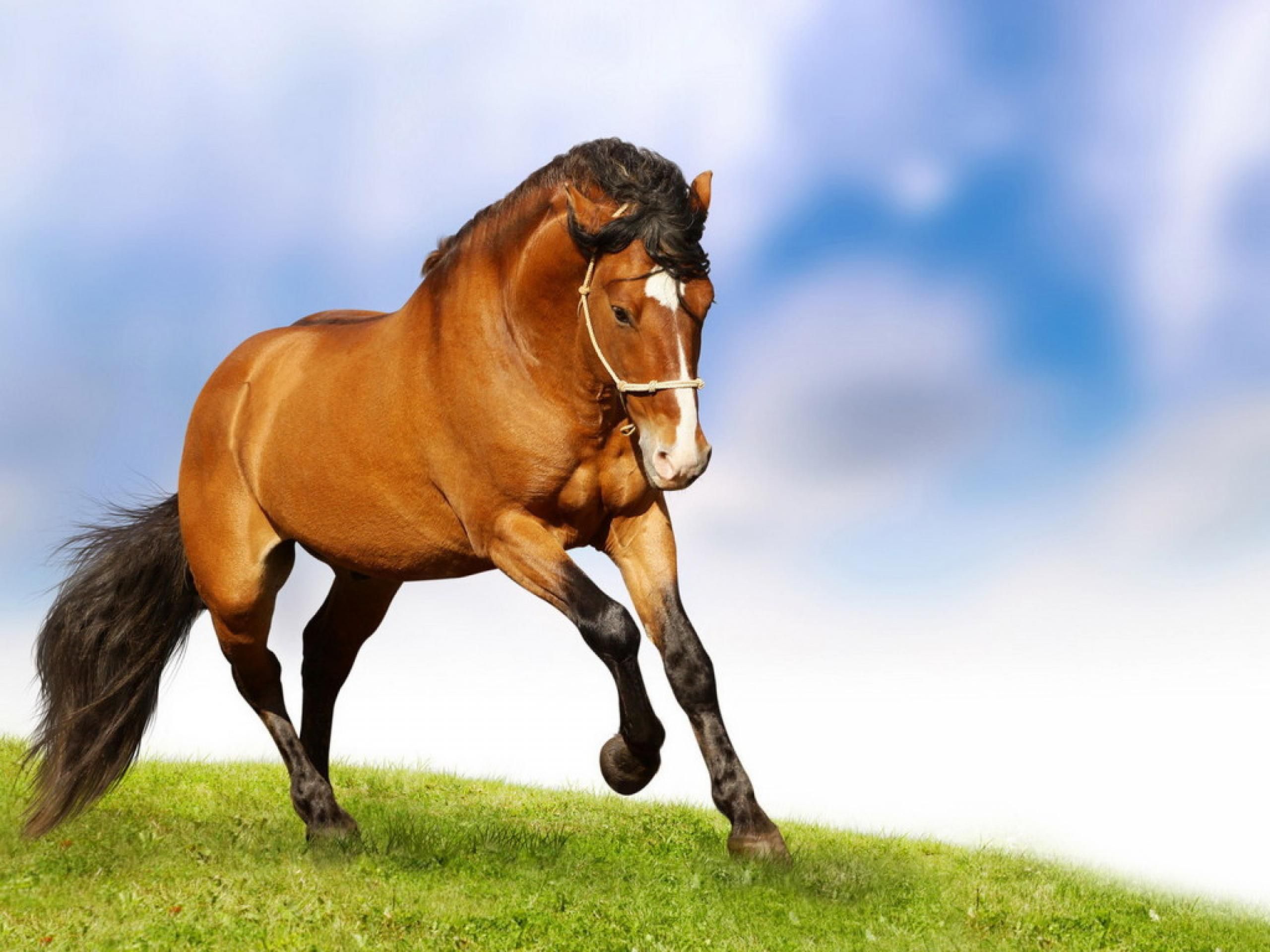 image. High Definition Wallpaper for free Download