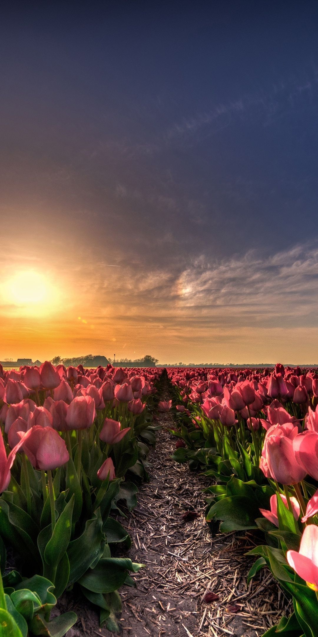Farm, flowers, tulip, sunset, 1080x2160 wallpaper. Field