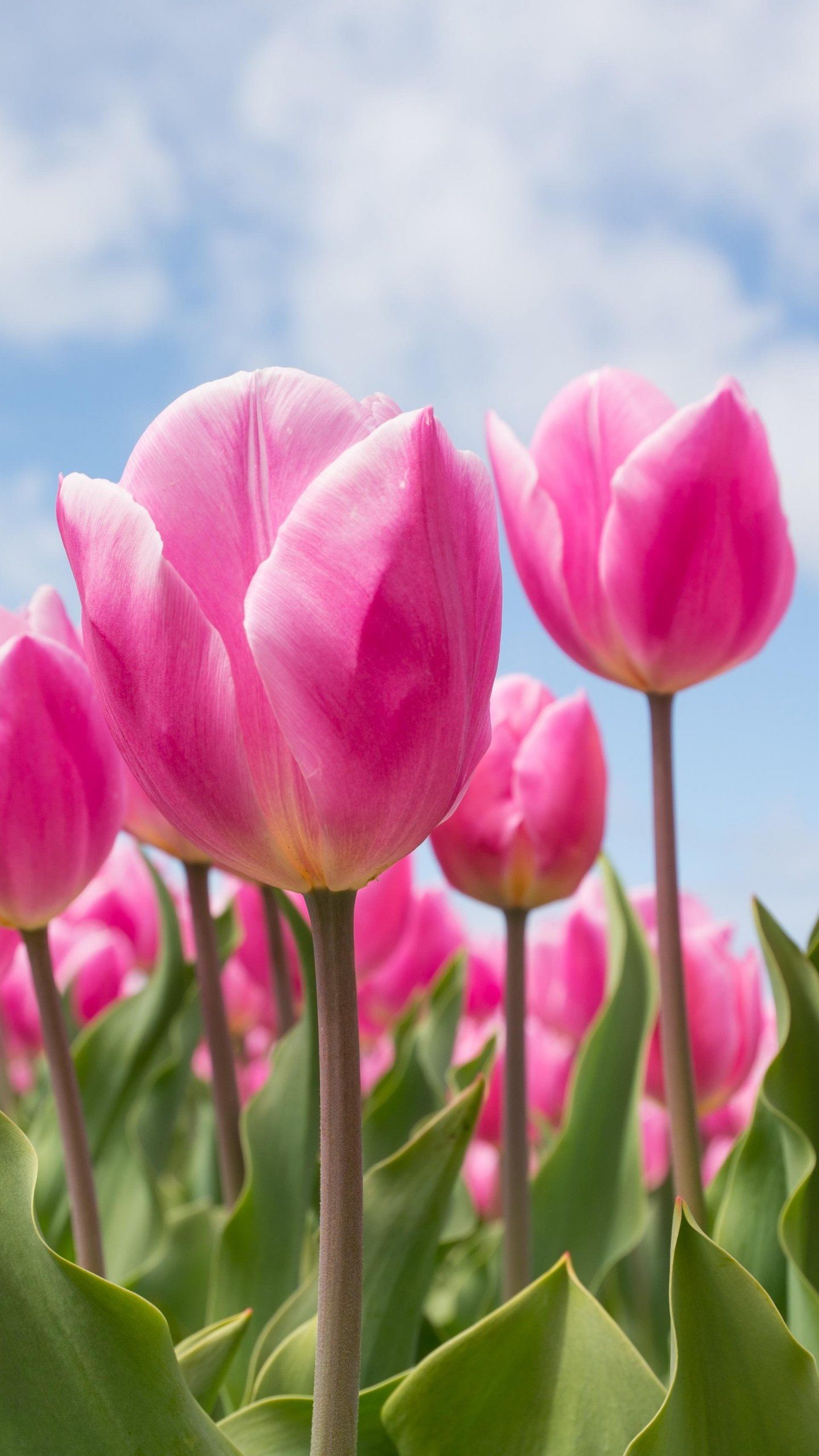 Spring Tulips Wallpaper, Android & Desktop Background