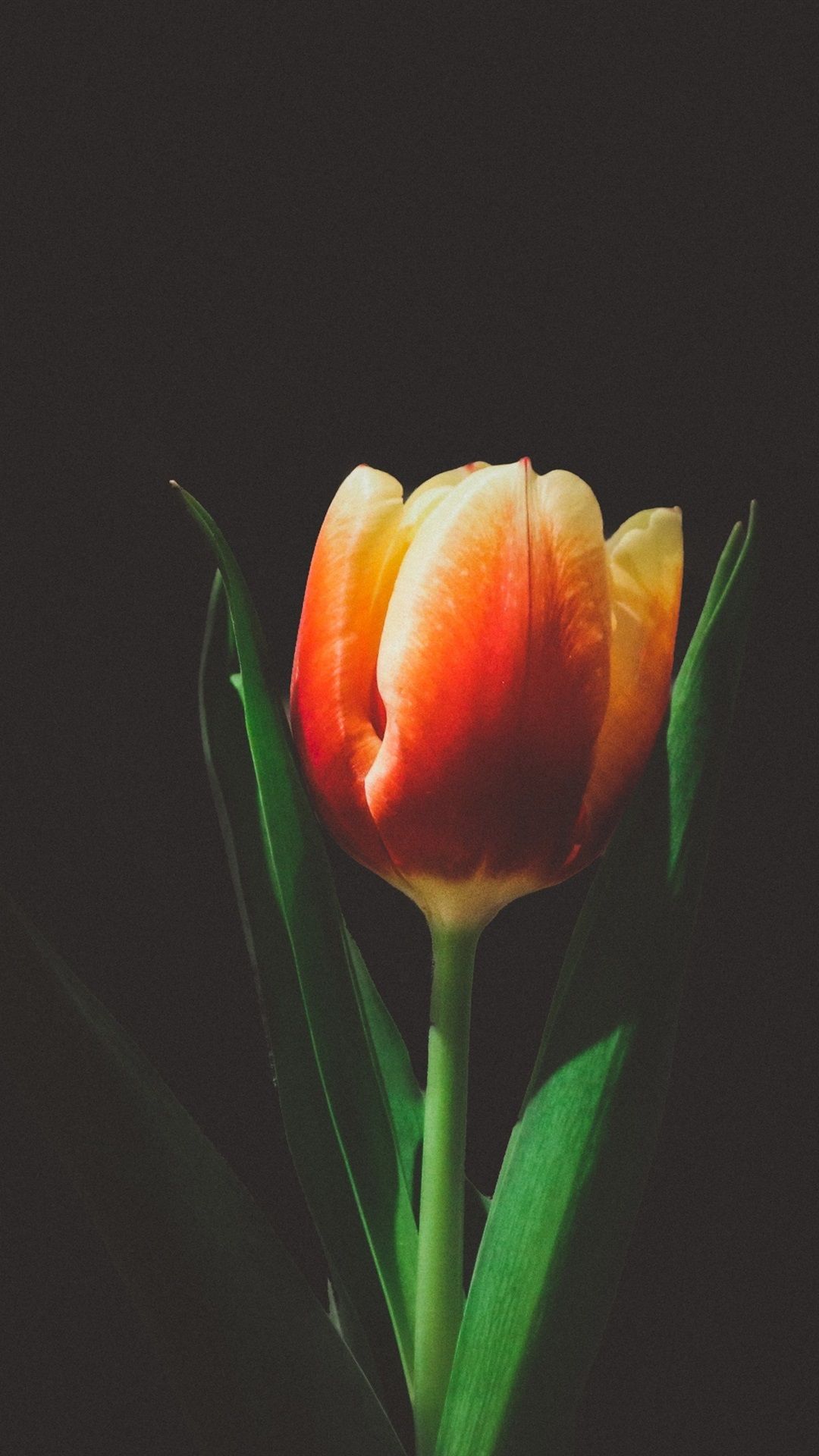 One Tulip Flower, Black Background 1080x1920 IPhone 8 7 6 6S Plus