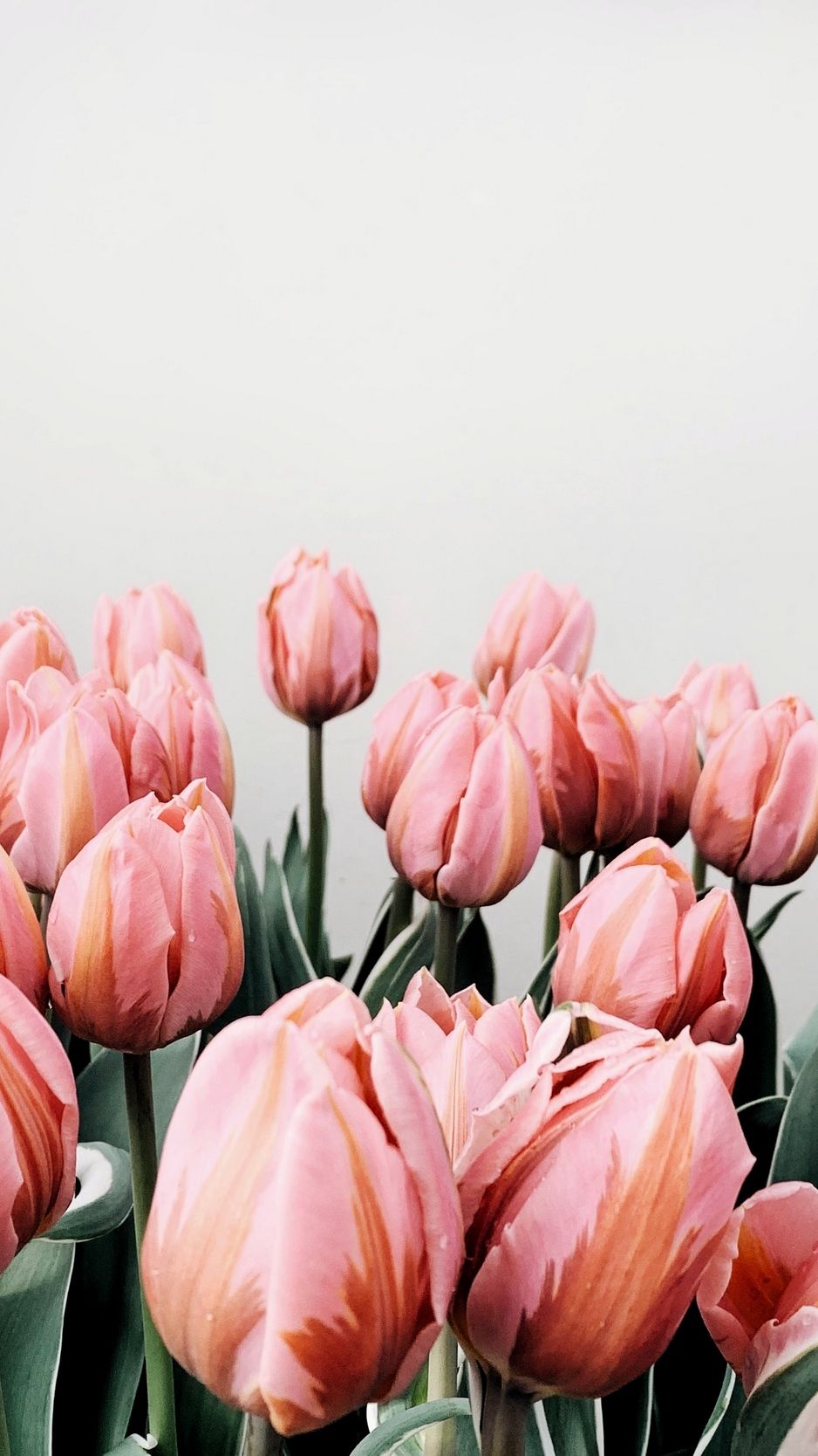 Download wallpaper 938x1668 tulips, flowers, pink, bloom iphone 8
