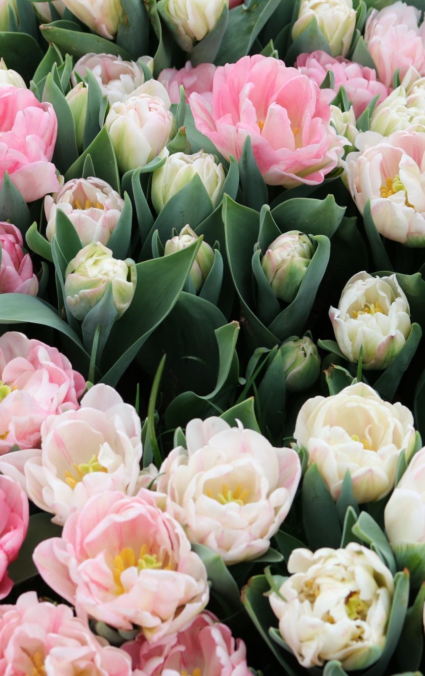 Tulips, Fresh, White & Pink Flowers, Wallpaper X