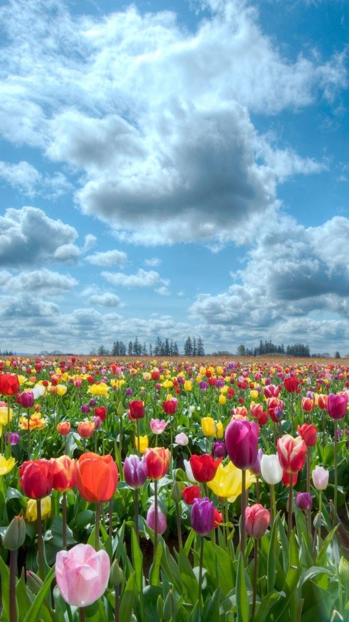 iPhone Background Tulip Field, HD Wallpaper & background