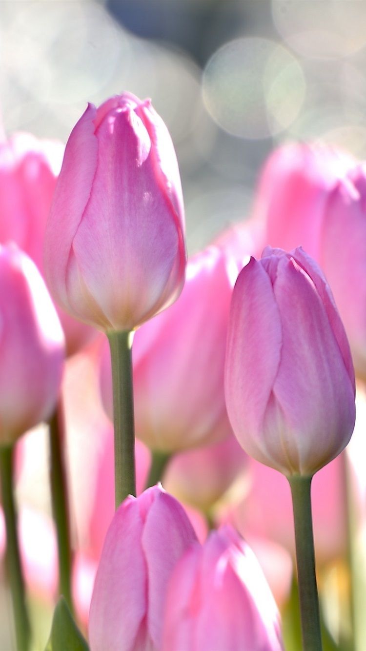 iPhone Wallpaper Pink Tulips, Flowers Field, Bokeh - Обои На