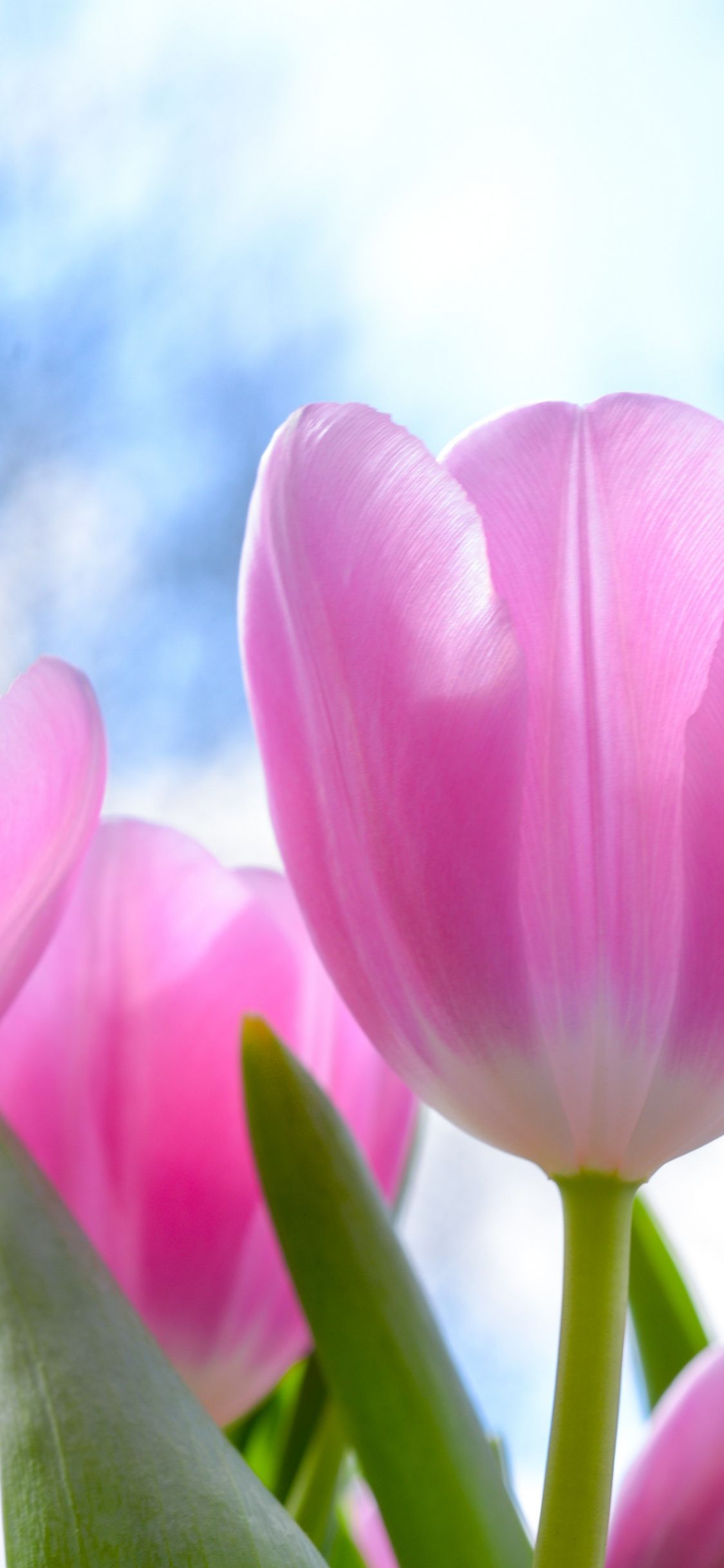 Download 1125x2436 wallpaper fresh, pink tulips, flowers, iphone x