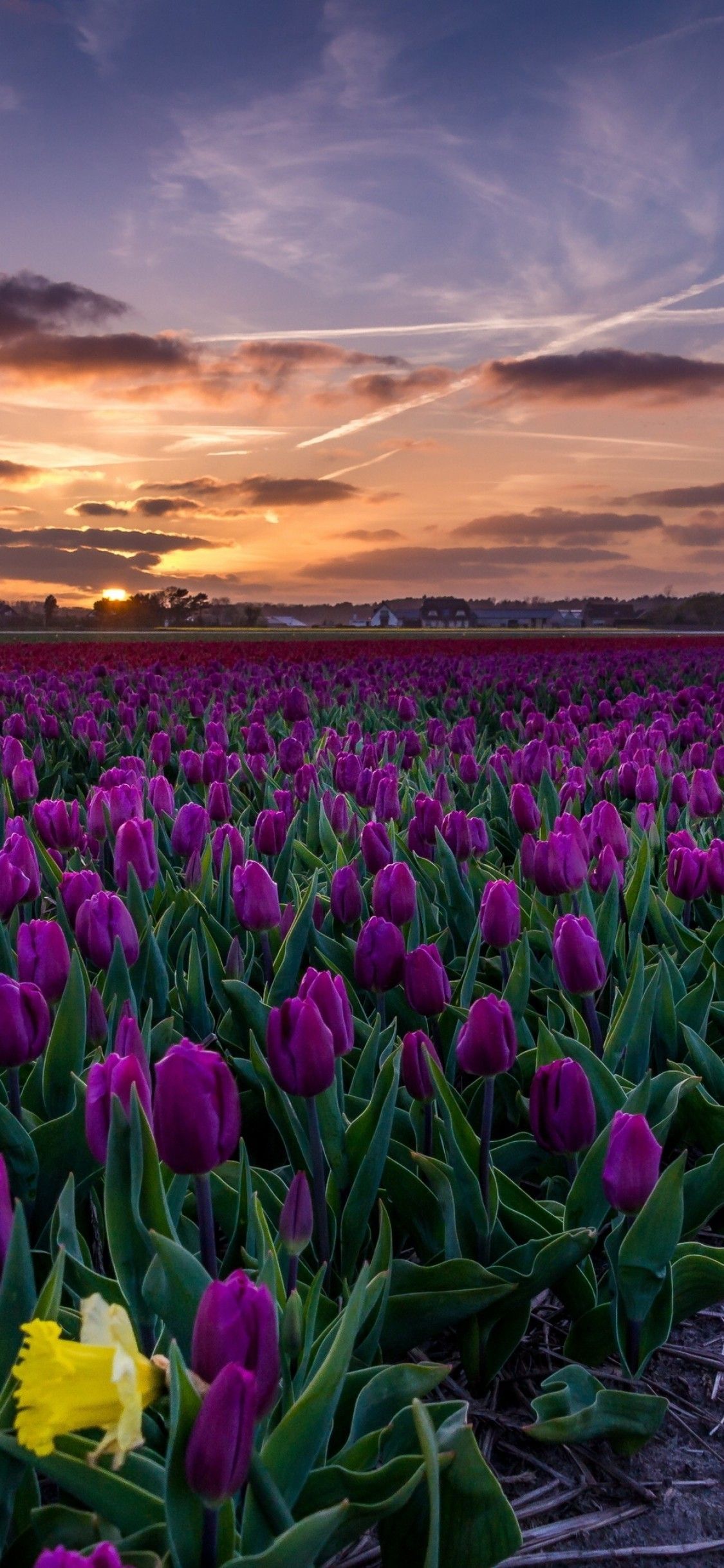Download 1125x2436 Purple Tulips, Field, Path, Sunset Wallpaper