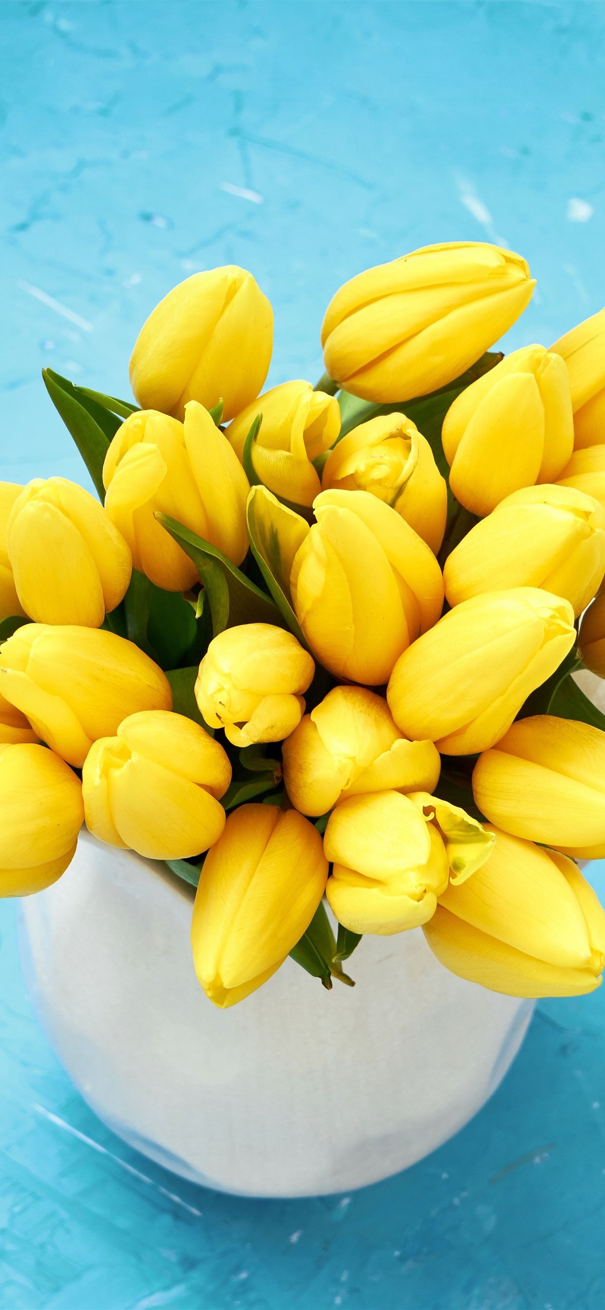 Yellow Tulips, Blue Background 1242x2688 IPhone 11 Pro XS Max