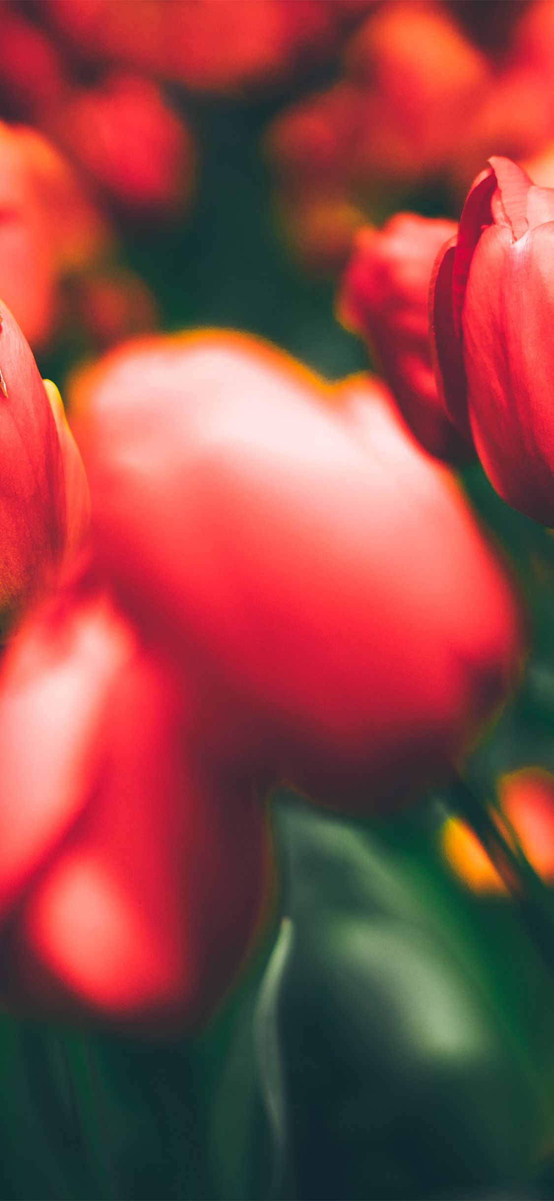 iPhone X wallpaper. tulips red flower