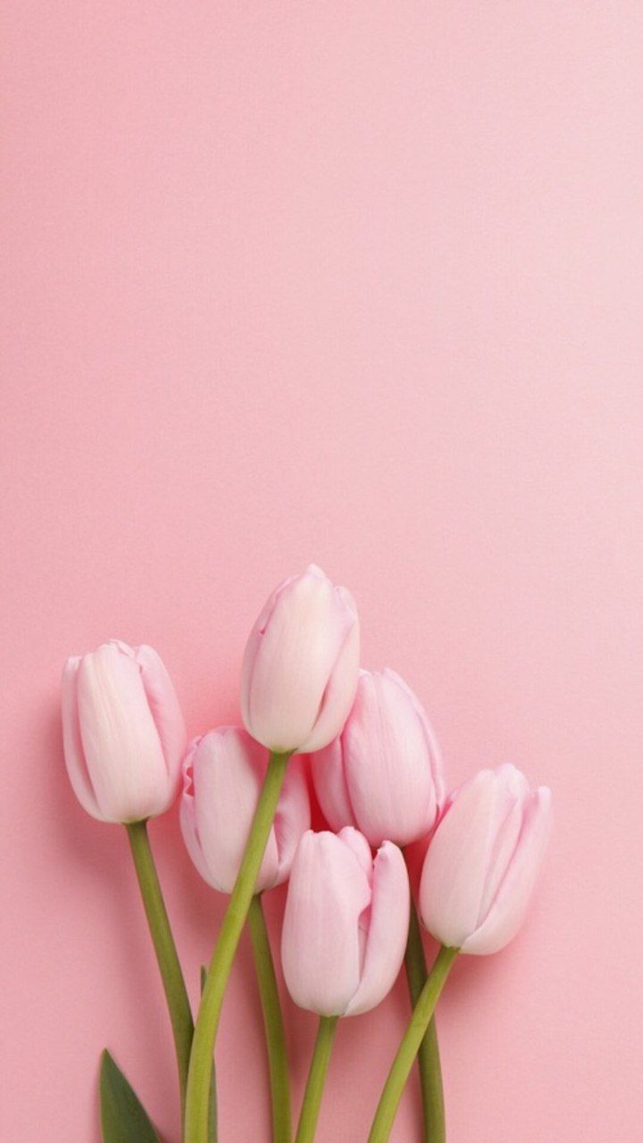 iPhone Wallpaper. Pink, Flower, Tulip, Petal, Plant, Flowering plant