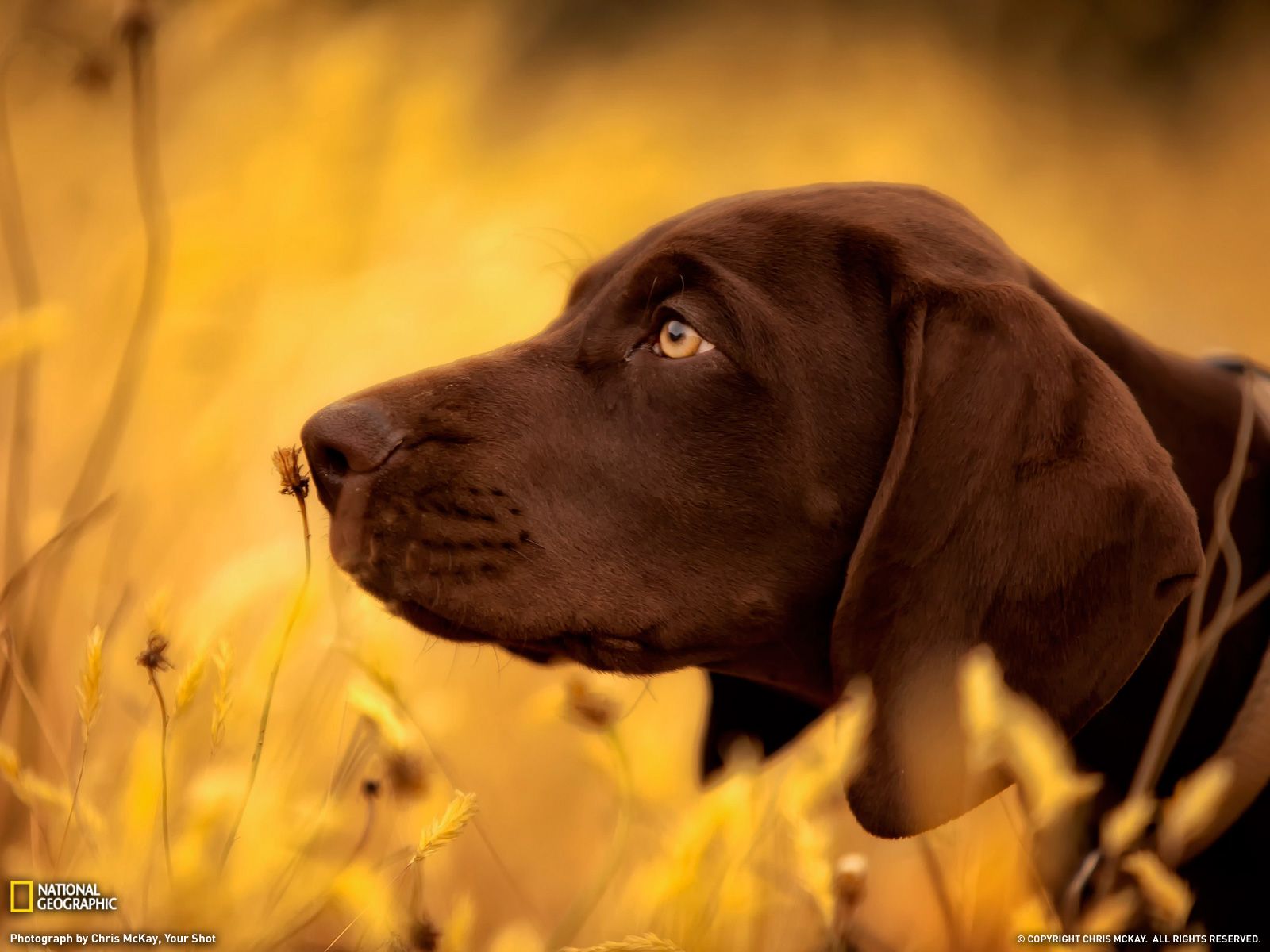 German Shorthaired Pointer Wallpaper HD Shorthaired Brown Lab Wallpaper & Background Download