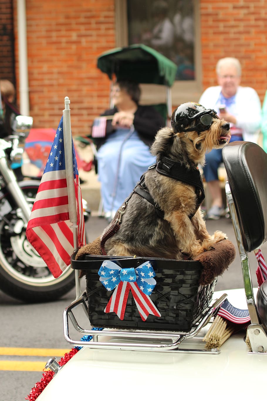 HD wallpaper: dog, parade, patriotic, motorcycle, celebration, pet
