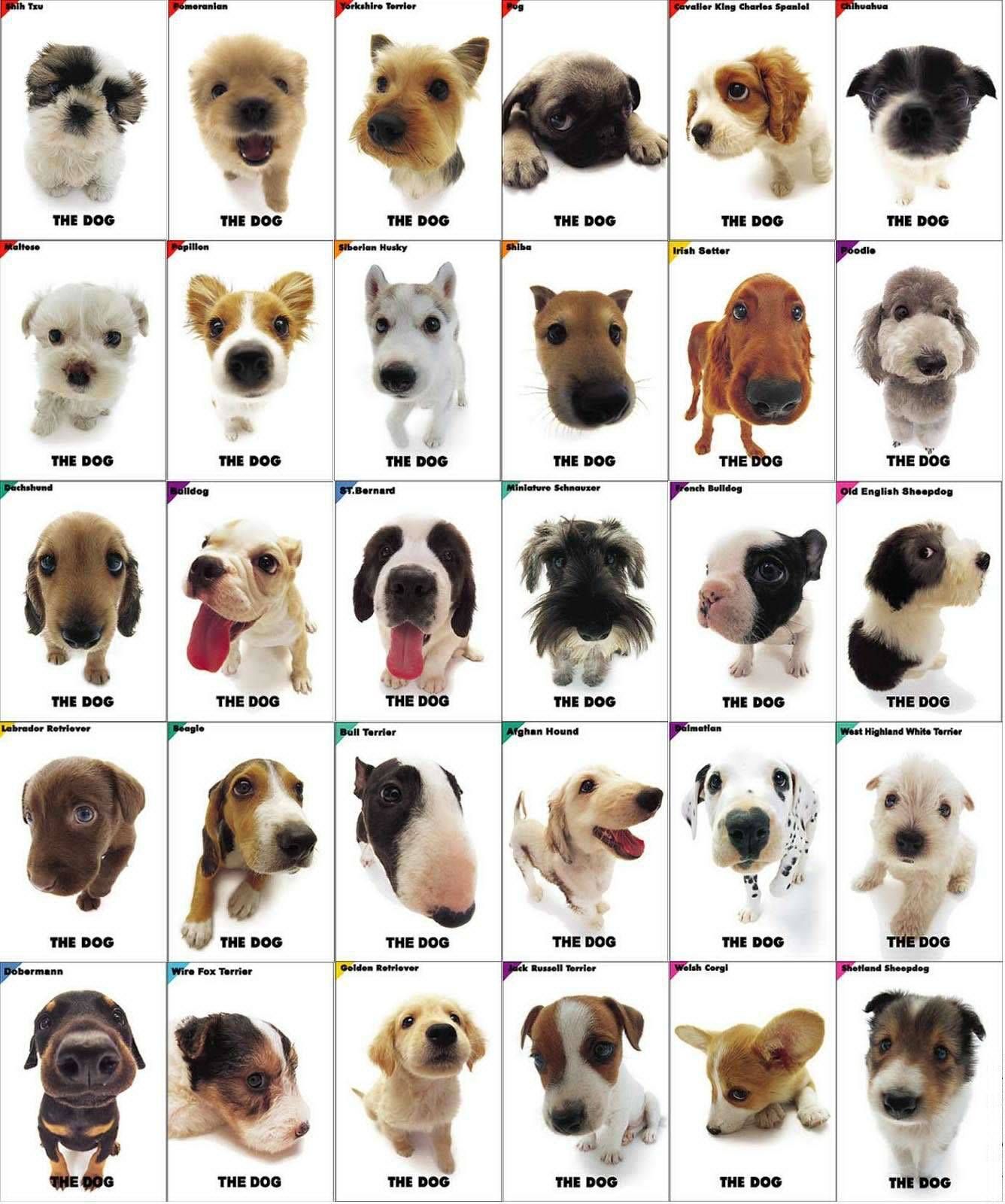 National Dog Day!. Dog breed names, Small dog breeds, Dog breeds