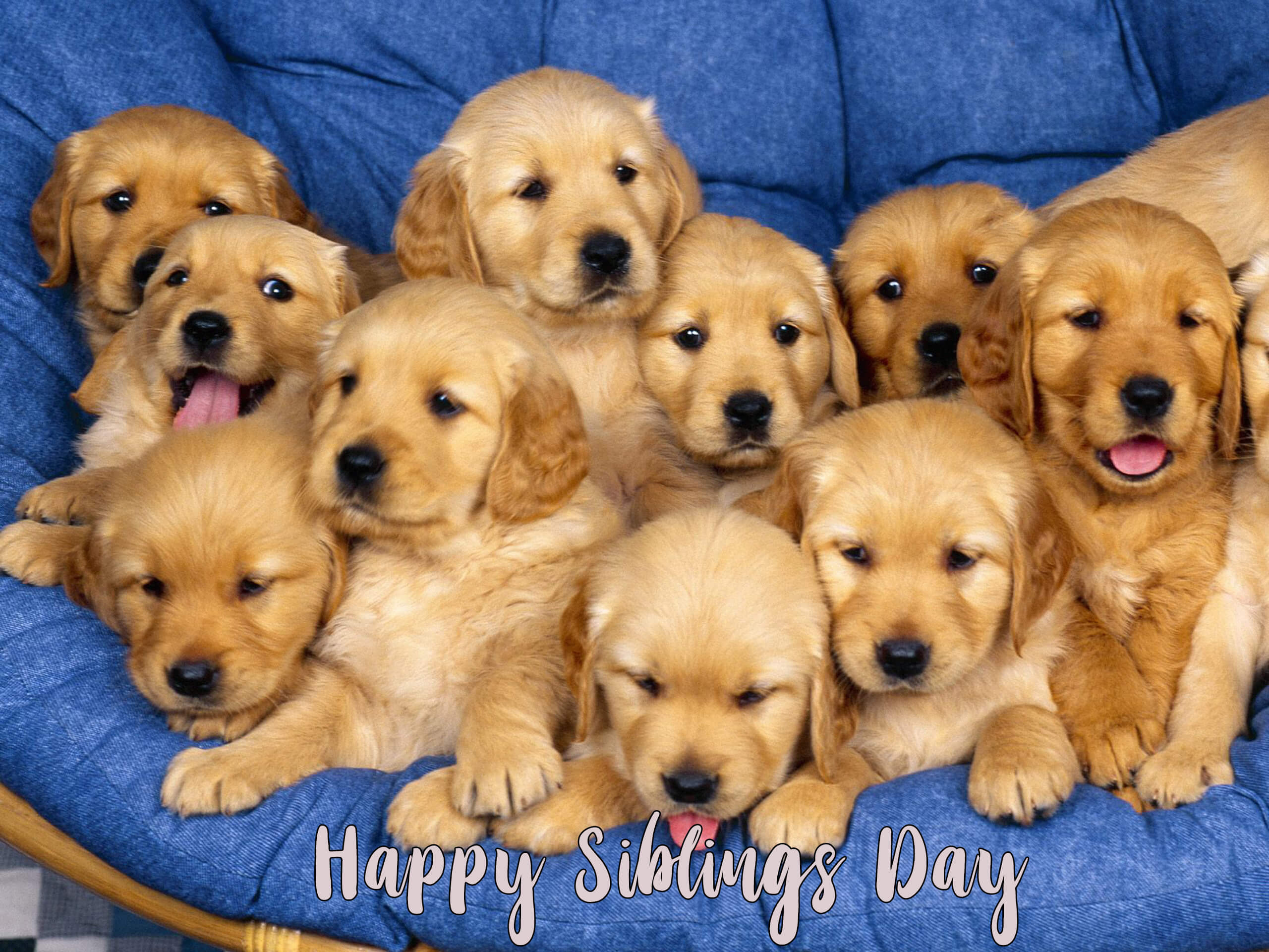 Happy National Siblings Day Golden Retriever Puppies Golden