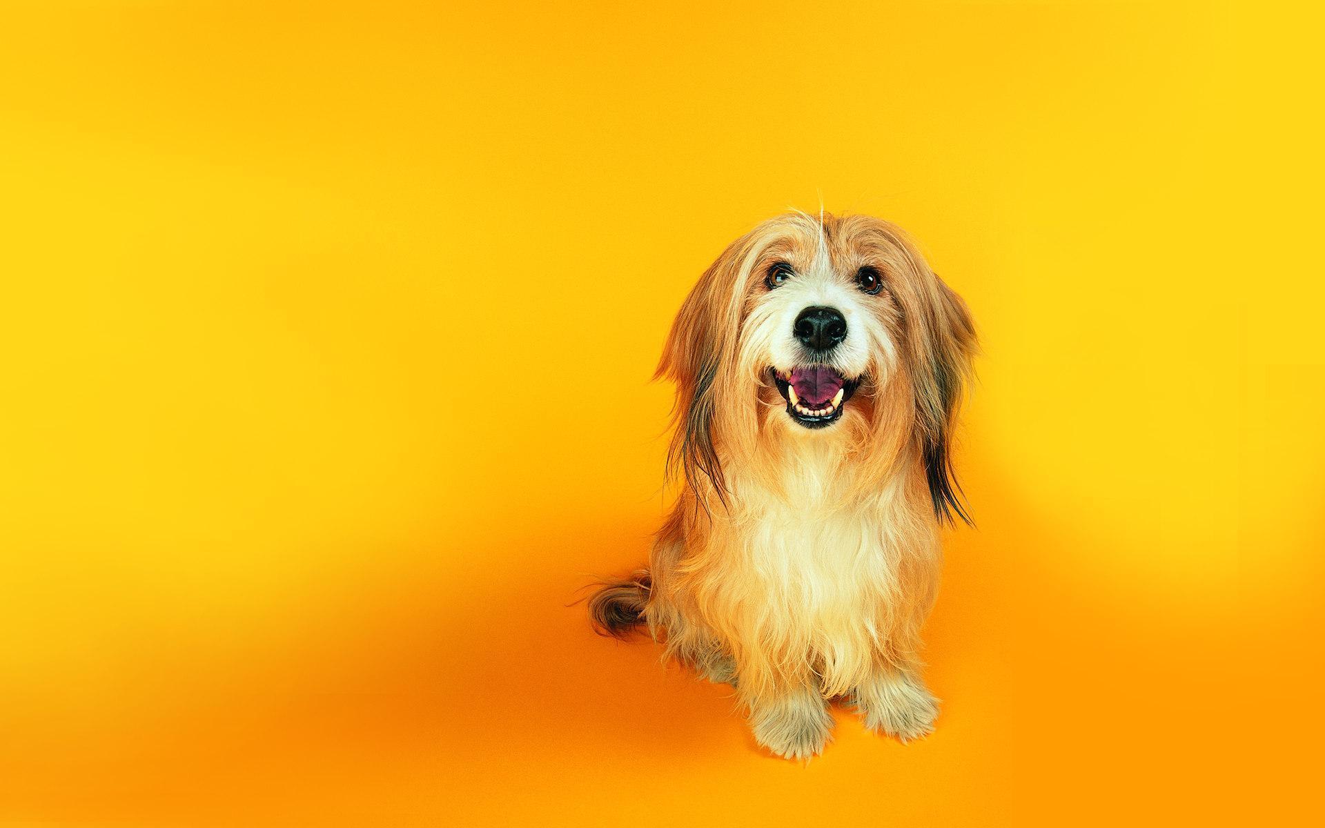 Fun Dog Wallpaper With Yellow Background, HD Wallpaper