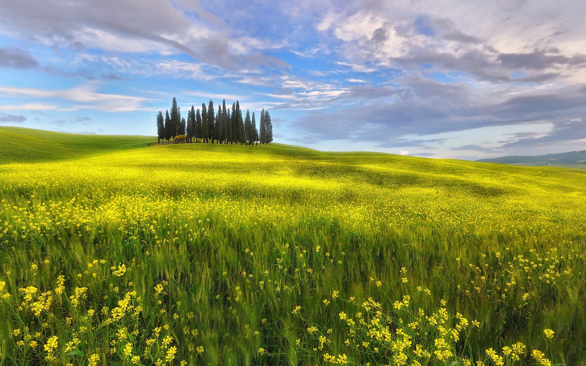 Wallpaper Italy, Tuscany, spring, fields, rapeseed flowers, sky