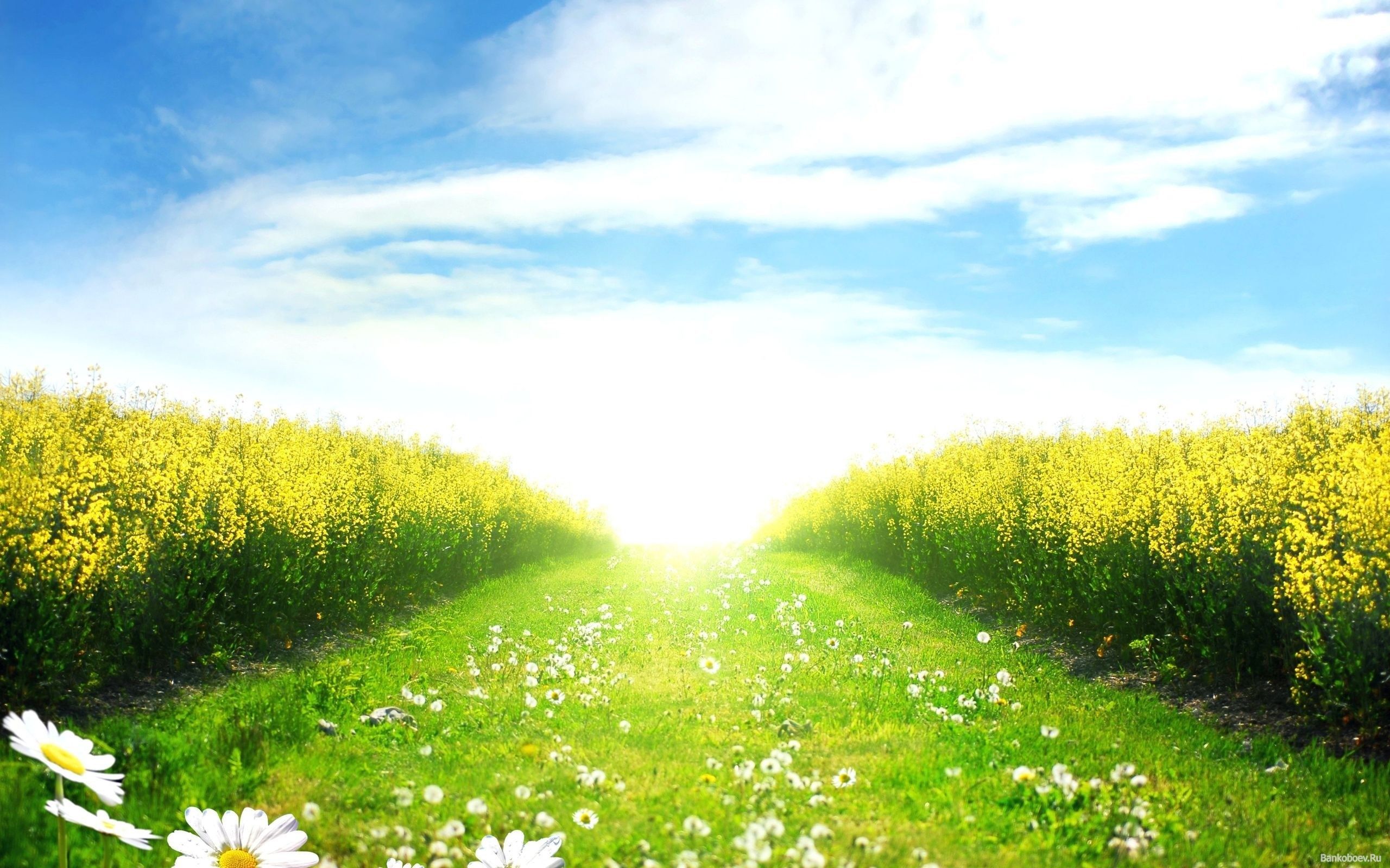 Free download Sunny day in the spring field wallpaper and image