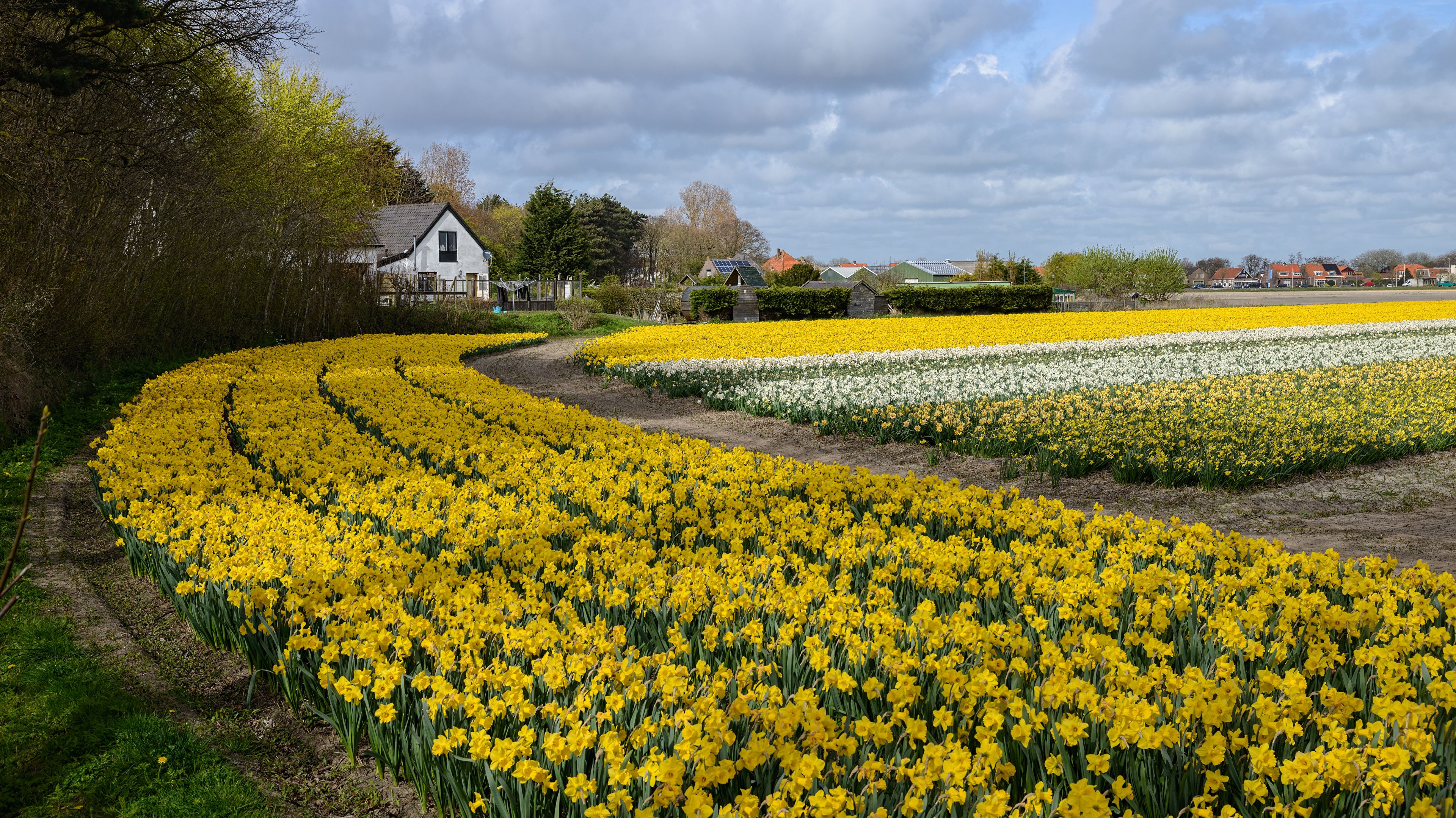 image Netherlands Spring Fields Flowers Narcissus Many 3840x2160
