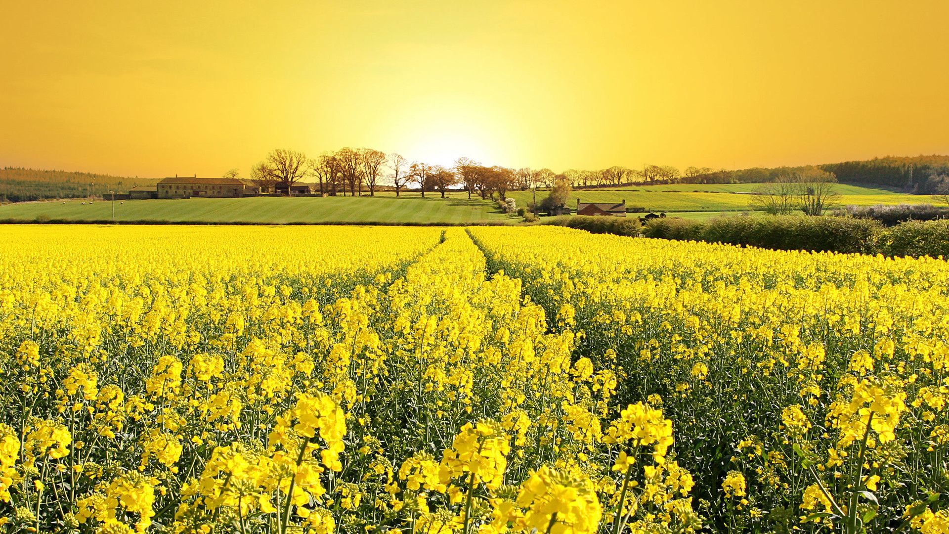 Yellow flower field spring wallpaper