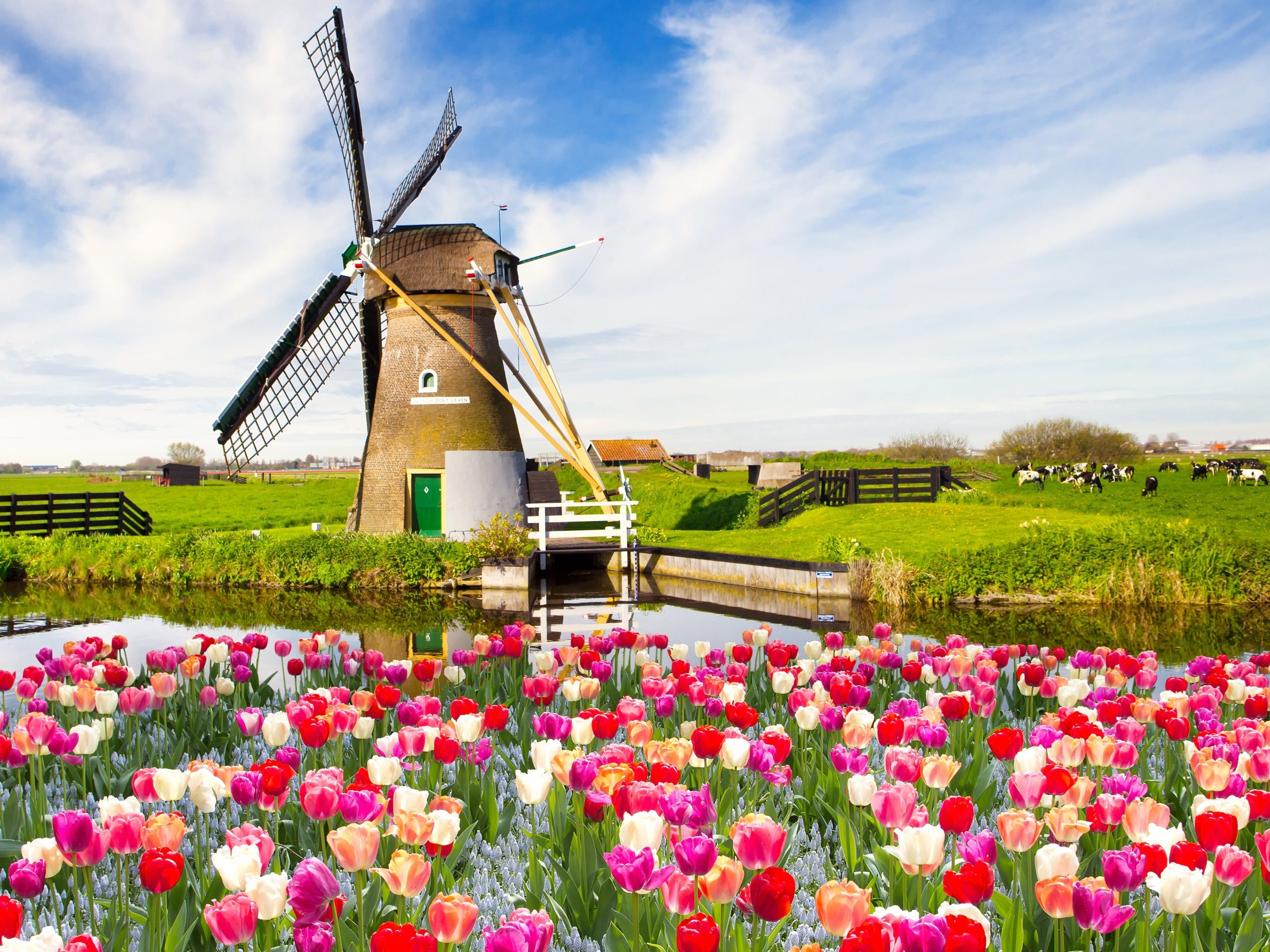 Wallpaper Red white flowers, tulips, spring, fields, windmill