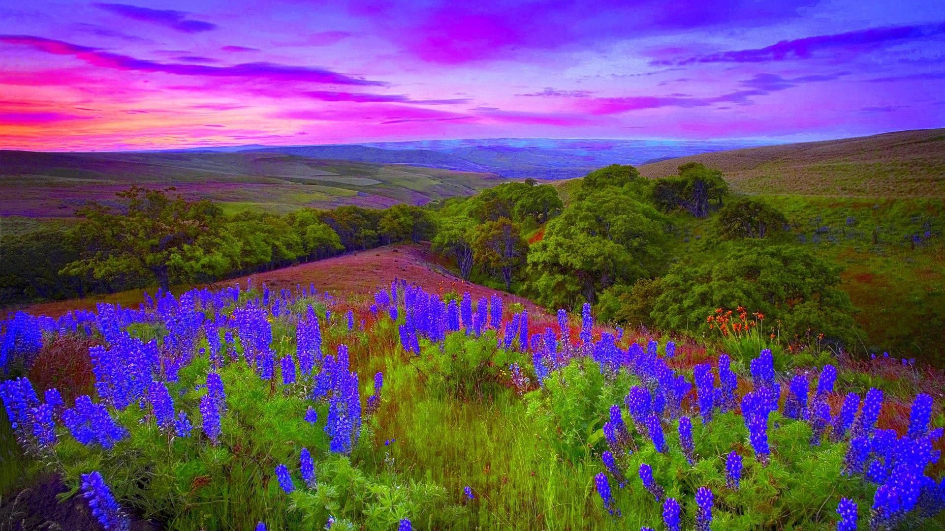Wild Clouds Colors Flowers Colored Lupins Spring Sunrise Lavender Wallpaper & Background Download