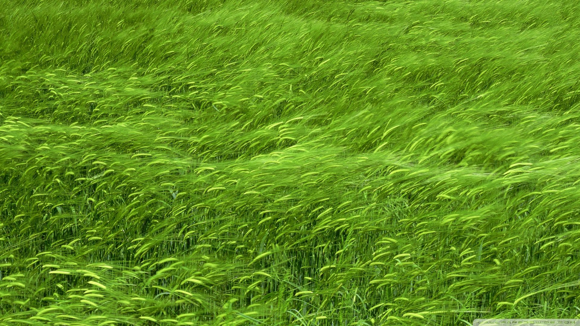 Green Wheat Field Spring Ultra HD Desktop Background Wallpaper
