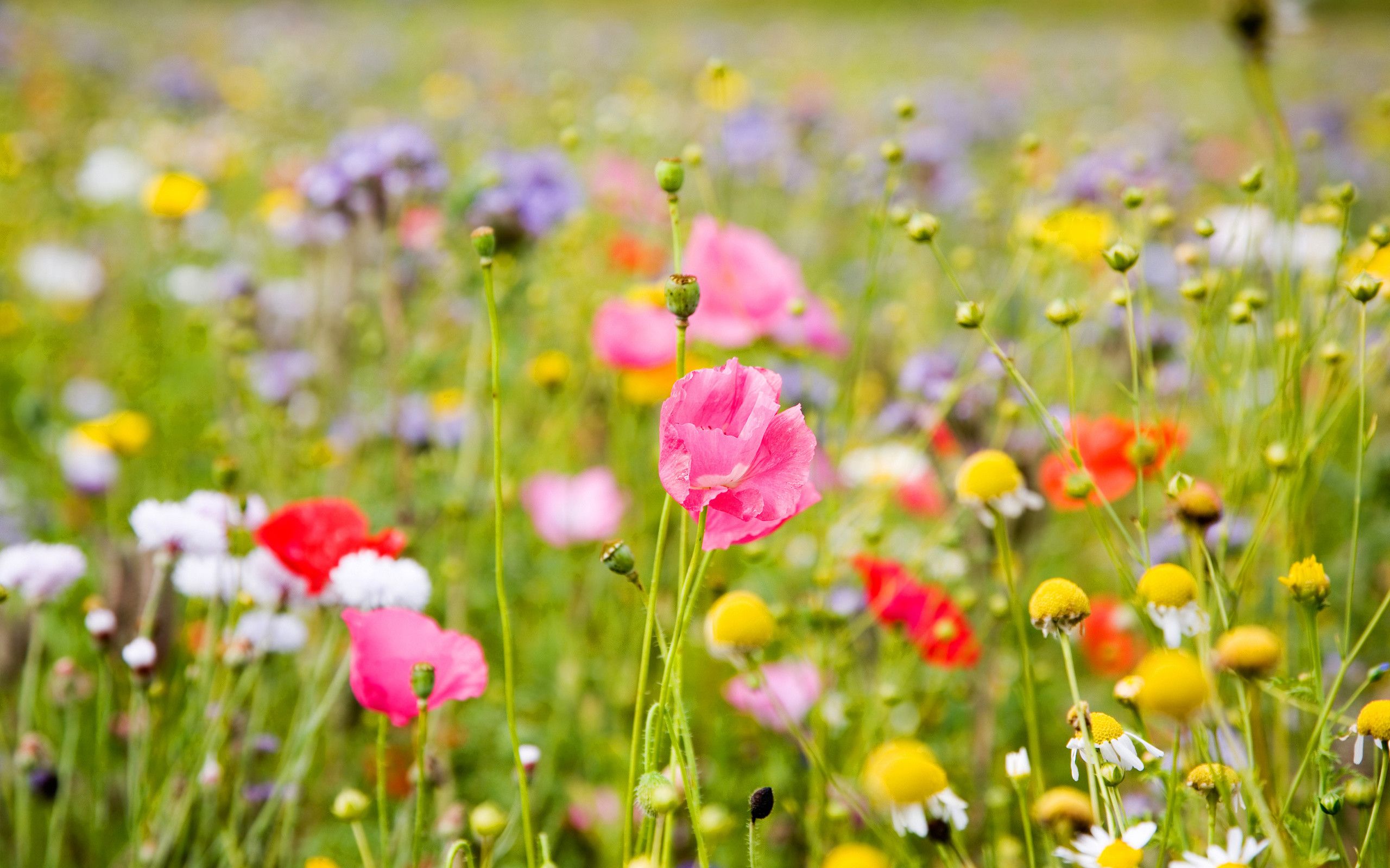 Spring Meadow Wallpaper