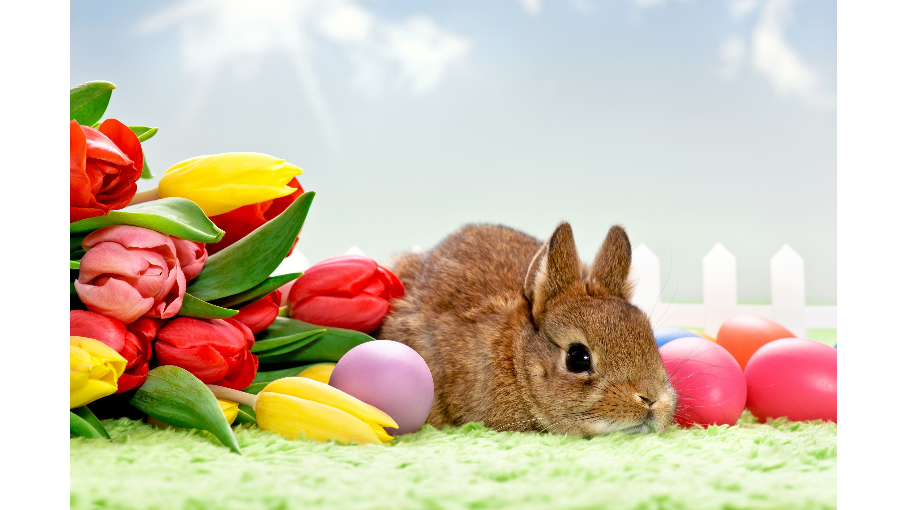 Free download Bunny Easter 4K Wallpaper 4K Wallpaper [3840x2160] for your Desktop, Mobile & Tablet. Explore Easter Bunny Wallpaper Free. Happy Easter Wallpaper, Free Easter Wallpaper Background, Easter Wallpaper for Computer