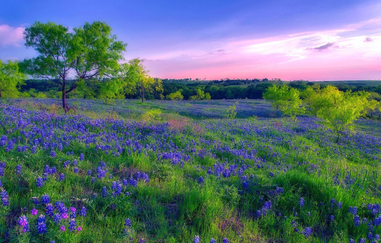 Wallpaper field, flowers, spring, meadow image for desktop, section пейзажи