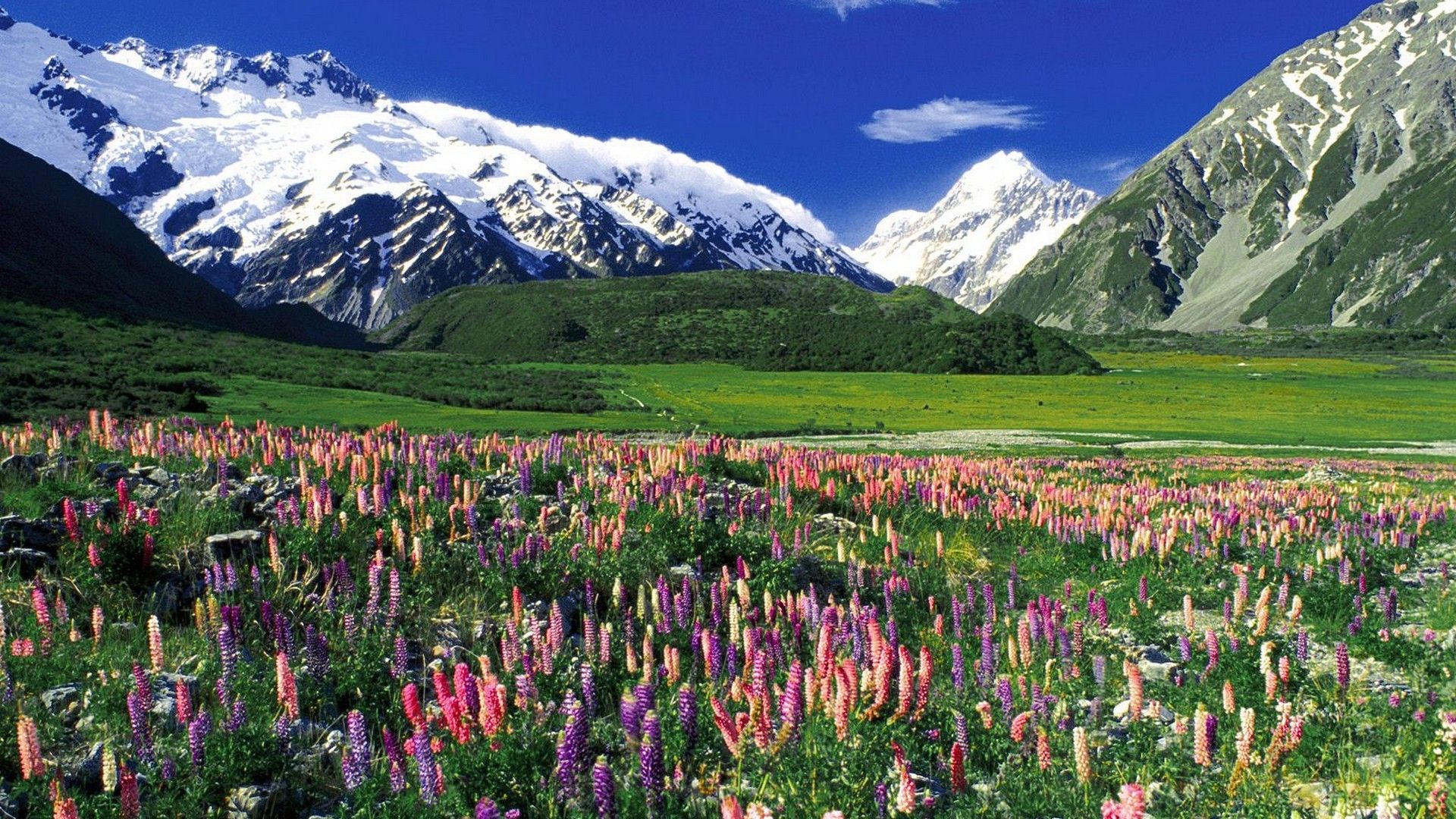 Free download Meadow Spring Wallpaper 1920x1080 Meadow Spring New Zealand Mount [1920x1080] for your Desktop, Mobile & Tablet. Explore Spring Meadow Wallpaper. Mountain Meadow Wallpaper, Green Green Meadow Wallpaper