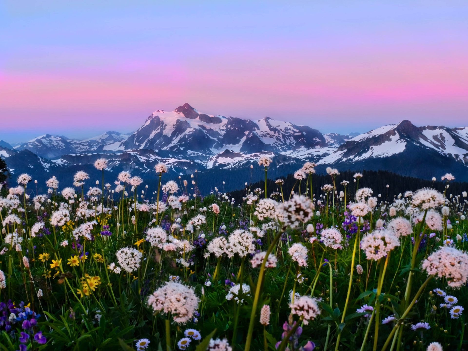 Snow Mountains Alpine Meadows With Wild Flowers North Cascades