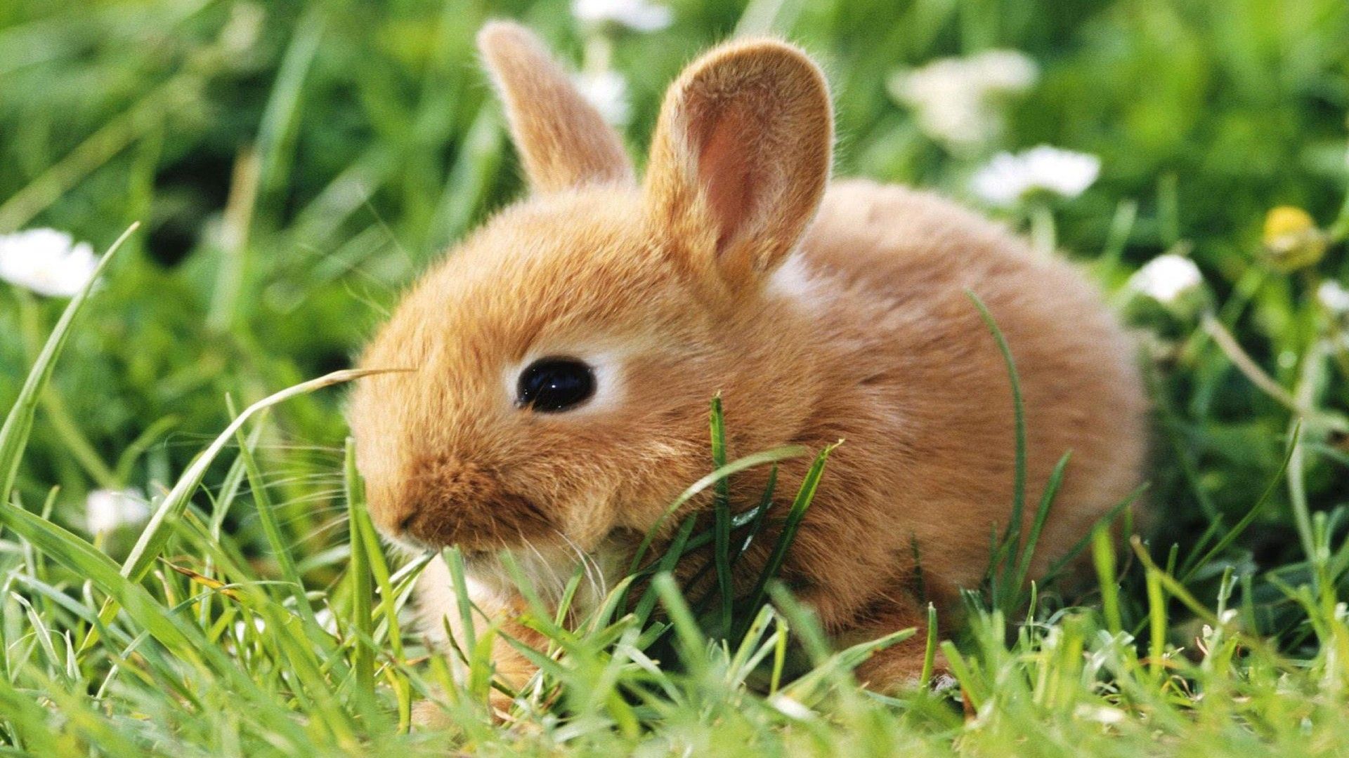 Easter Bunny Background Wallpaper 12146