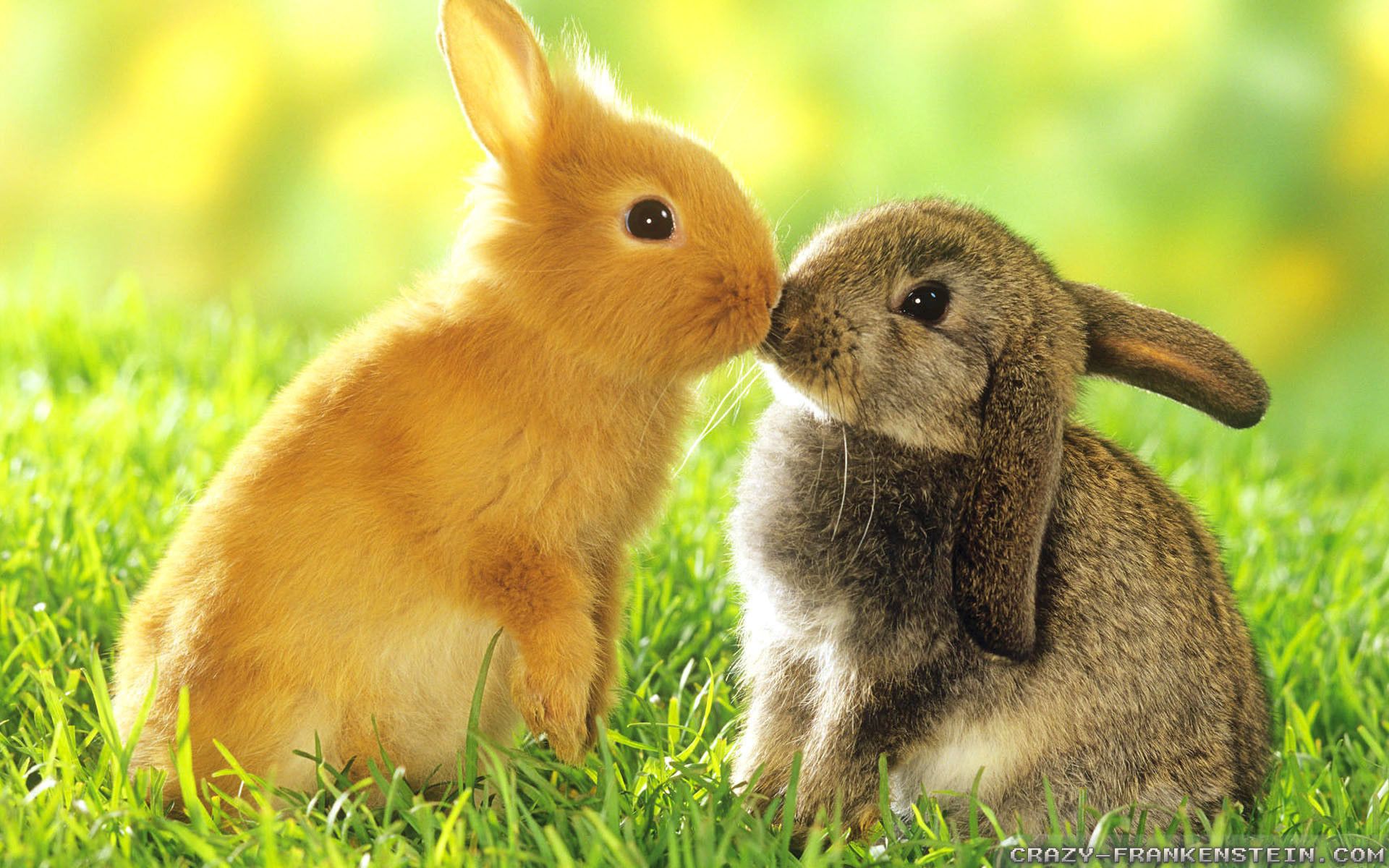 Spring Bunny Easter Wallpaper Event Image Easter Bunnies Wallpaper & Background Download