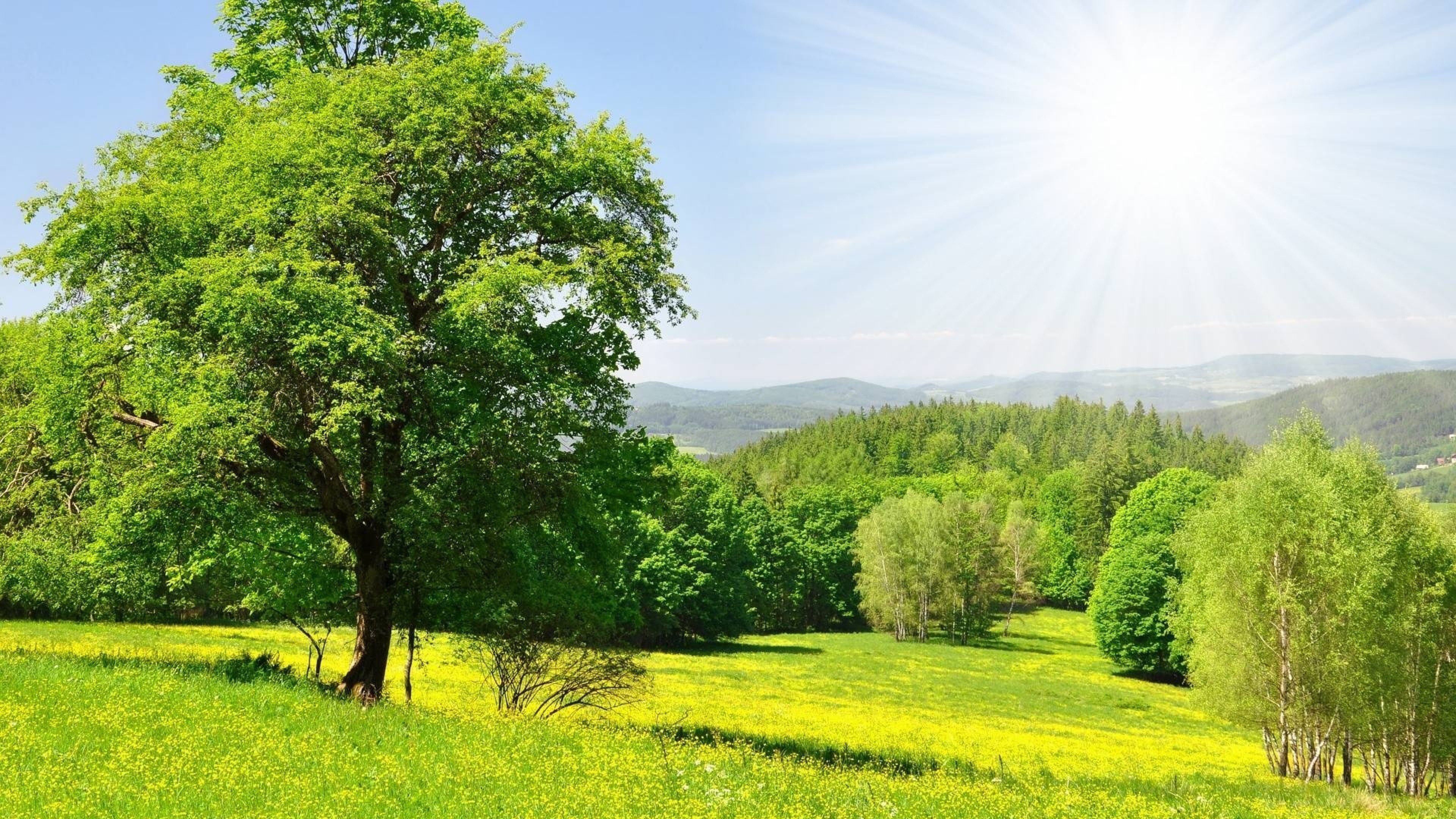 Spring Meadow By The Lake