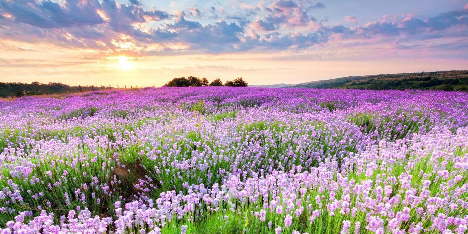 Peaceful Picture of Heaven and Nature. Peaceful Nature Flowers