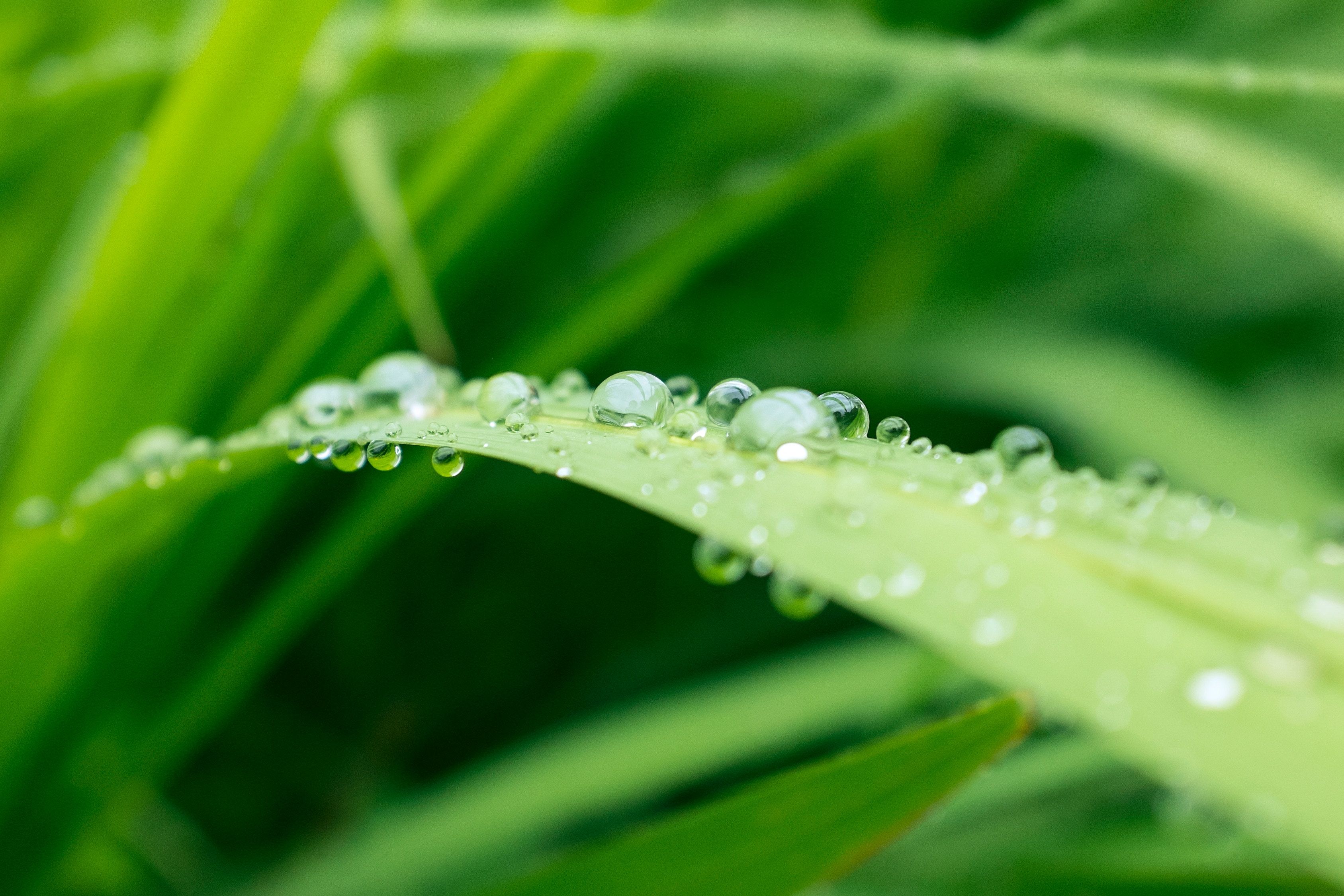 3375x2250 #summer, #green, #water drop, #drop, #wet