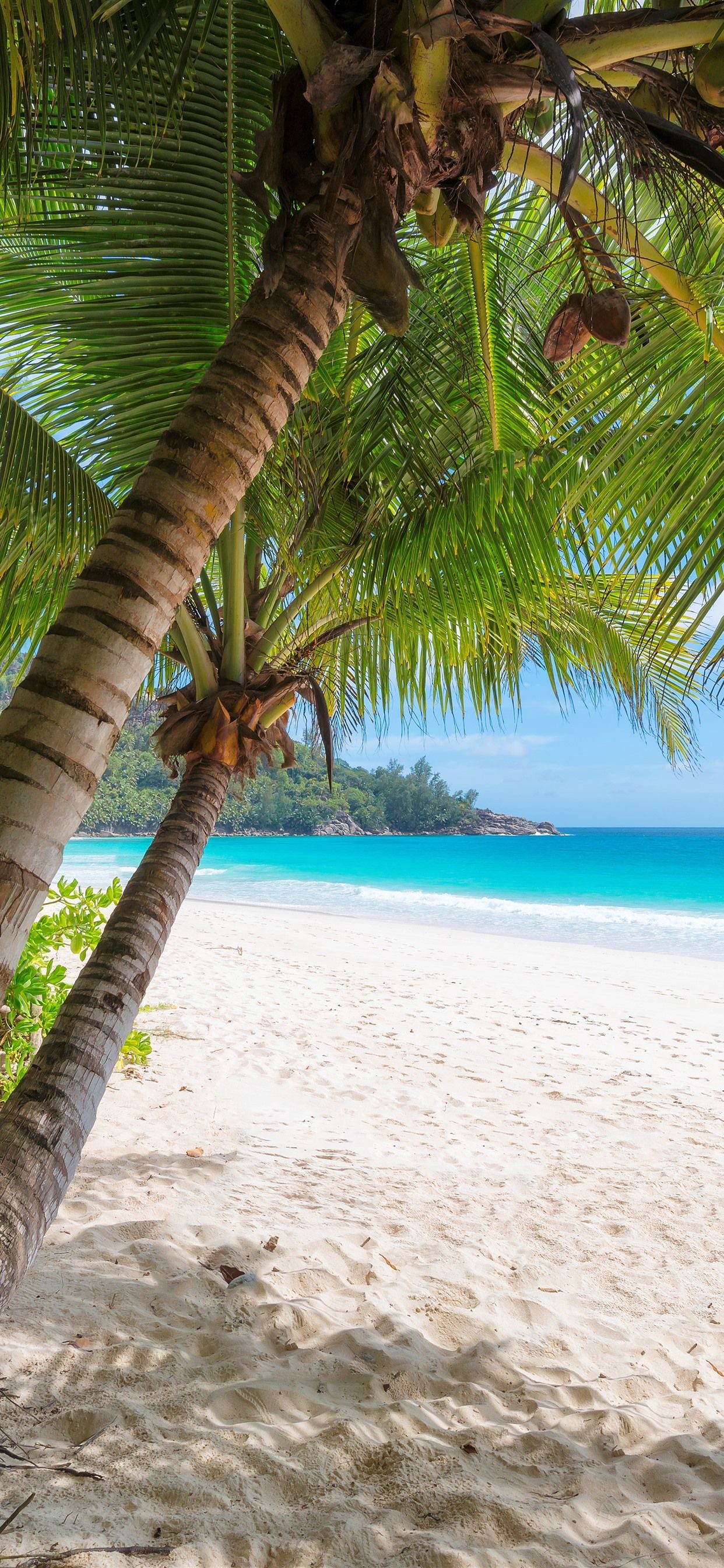 Palm trees, beach, sea, tropical, summer 1242x2688 iPhone 11 Pro