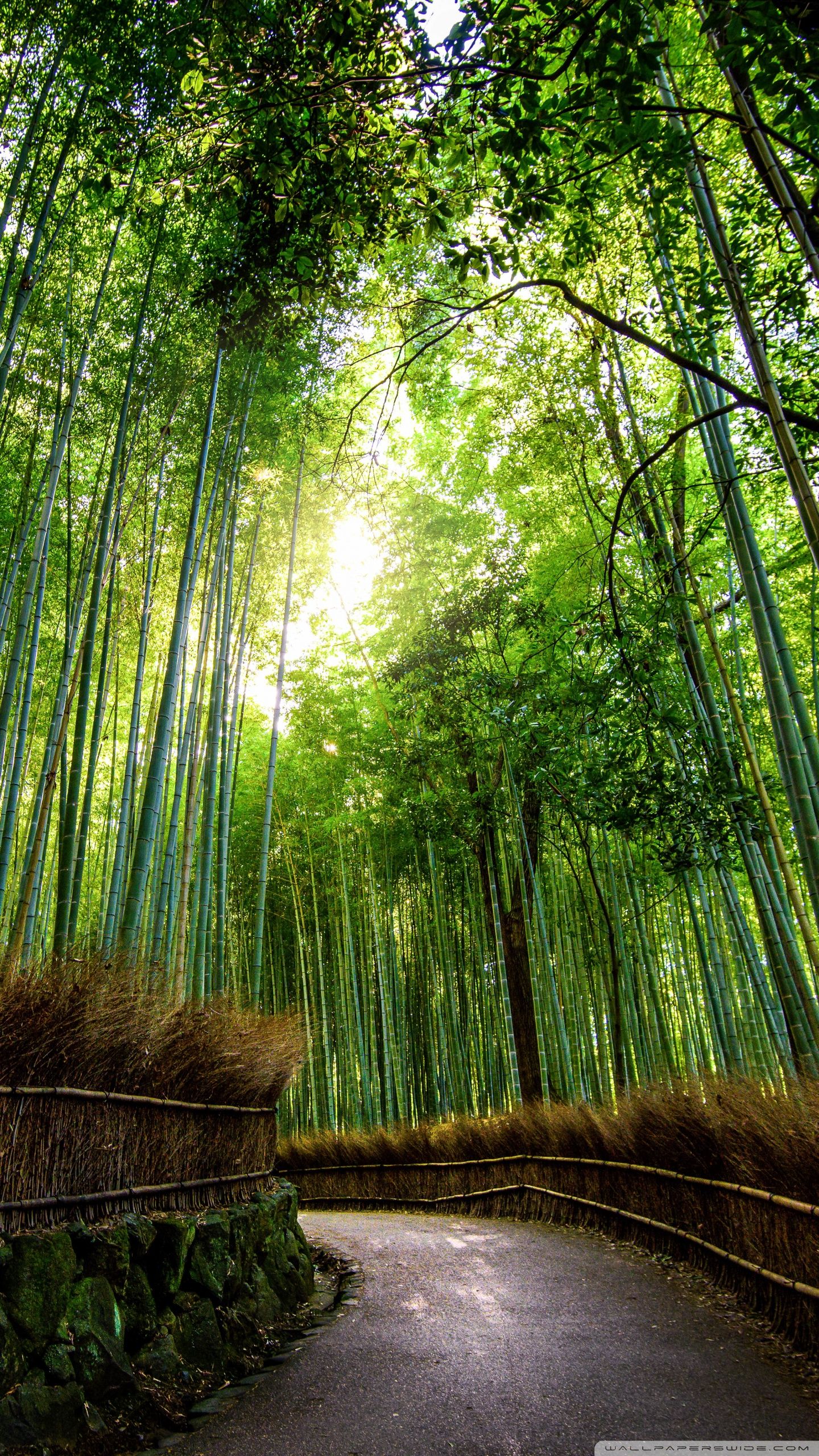 Bamboo Forest, Kyoto, Japan Ultra HD Desktop Background Wallpaper