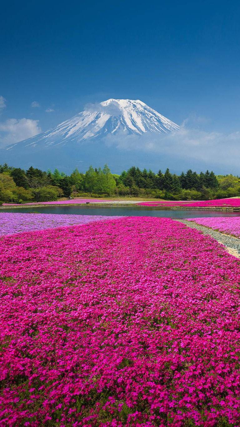 Mt Fuji, Japan Fuji Wallpaper Phone, Download Wallpaper