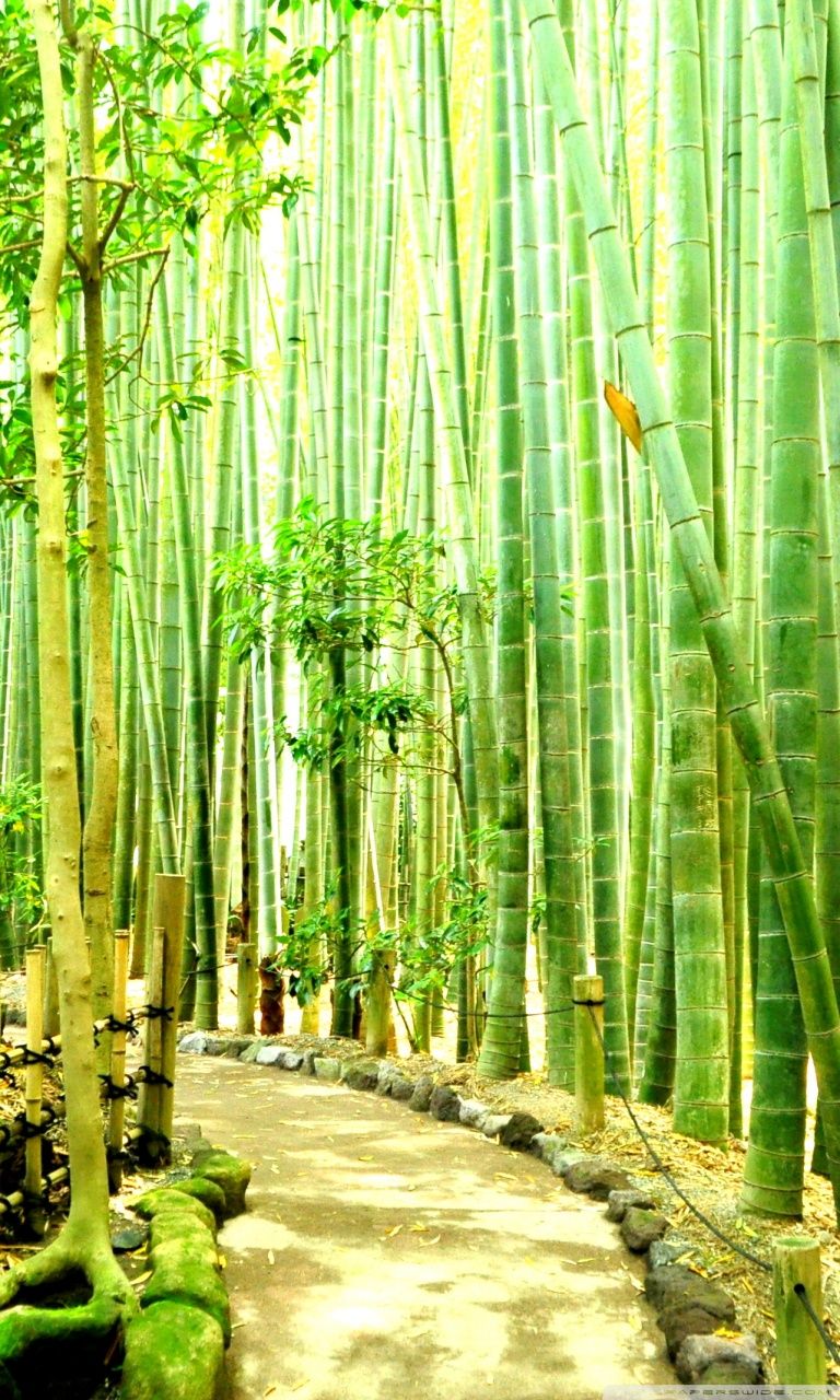 Bamboo Forest Kamakura Ultra HD Desktop Background